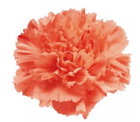 Farm Fresh Carnation Di St Orange(Bunch of 20stems, Length 70cm)