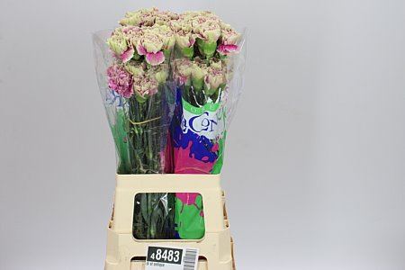 Farm Fresh Carnation Di St Antiqua(Bunch of 20units, Length 70cm)