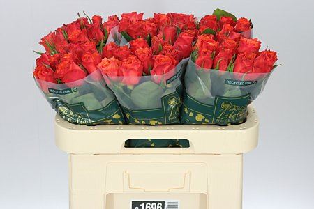 Farm Fresh Rosa Gr Devoted(Bunch of 10stems, Length 60cm)