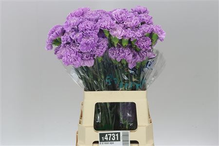 Farm Fresh Carnation Di St Moon Aqua (Bunch of 20stems, Length 70cm)