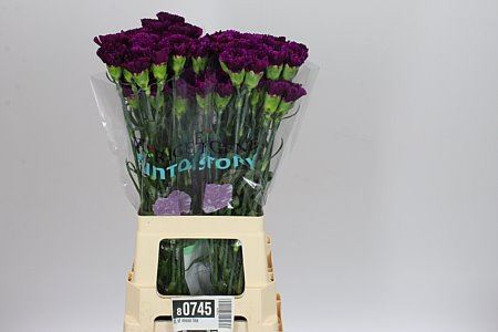 Farm Fresh Carnation Di St Moon Tea ( Bunch of 20 stems, Length 70cm)