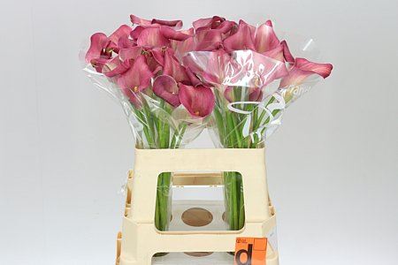 Farm Fresh Calla/Zant Bordeaux Art(Bunch of 10stems, Length 60cm)