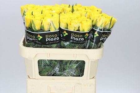 Farm Fresh Rosa Gr Moonwalk(Bunch of 10stems, Length 70cm)