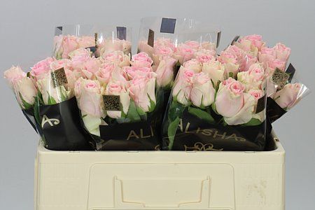 Farm Fresh Rosa Gr Duchesse(Bunch of 10stems, Length 50cm)