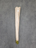 Salix Snow Flak