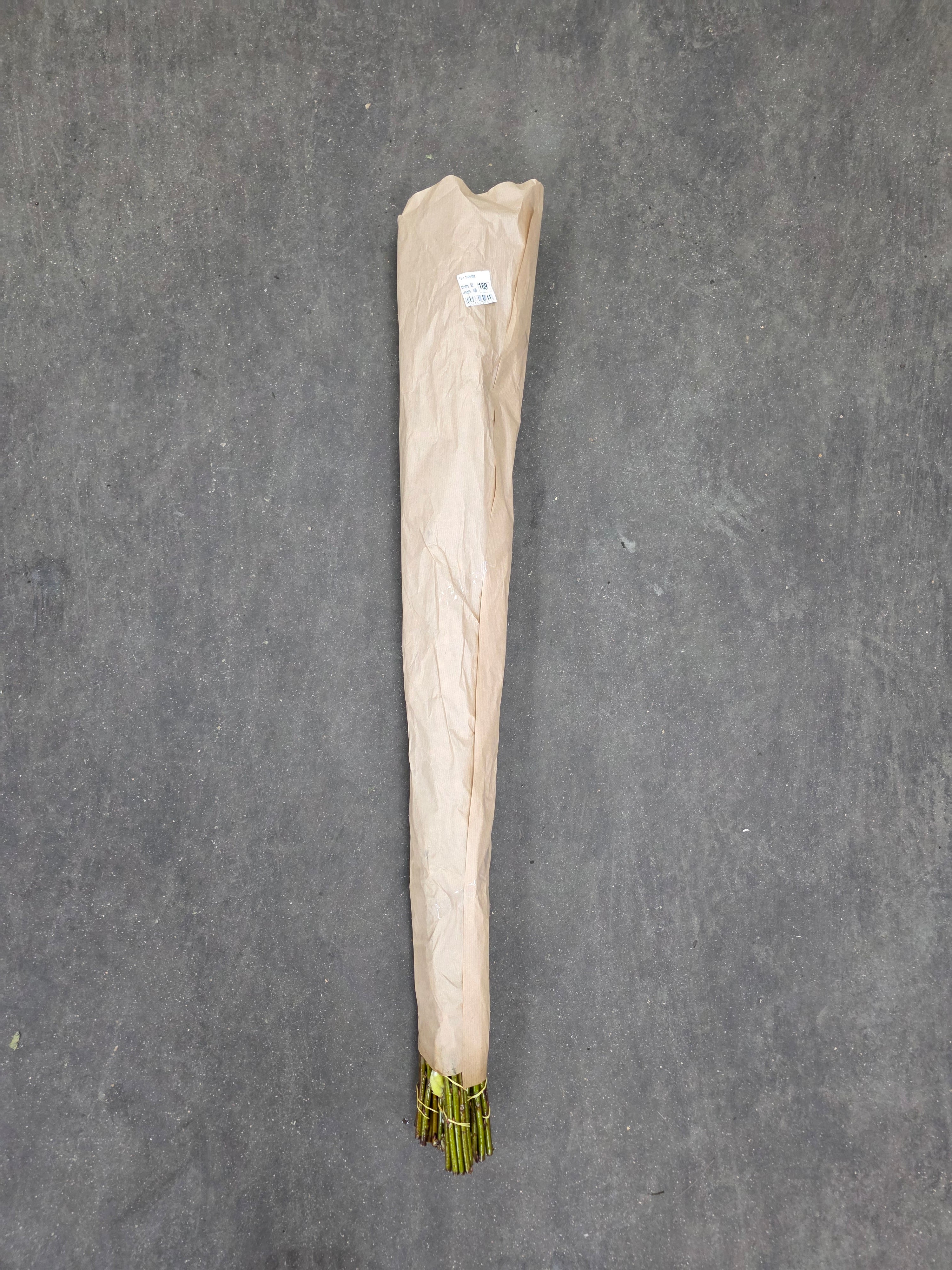 Salix Snow Flak