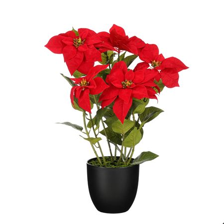 Poinsettia In Pot Red 60x40cm