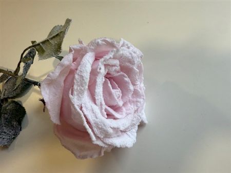 Calista Rose Pink Frost 64cm