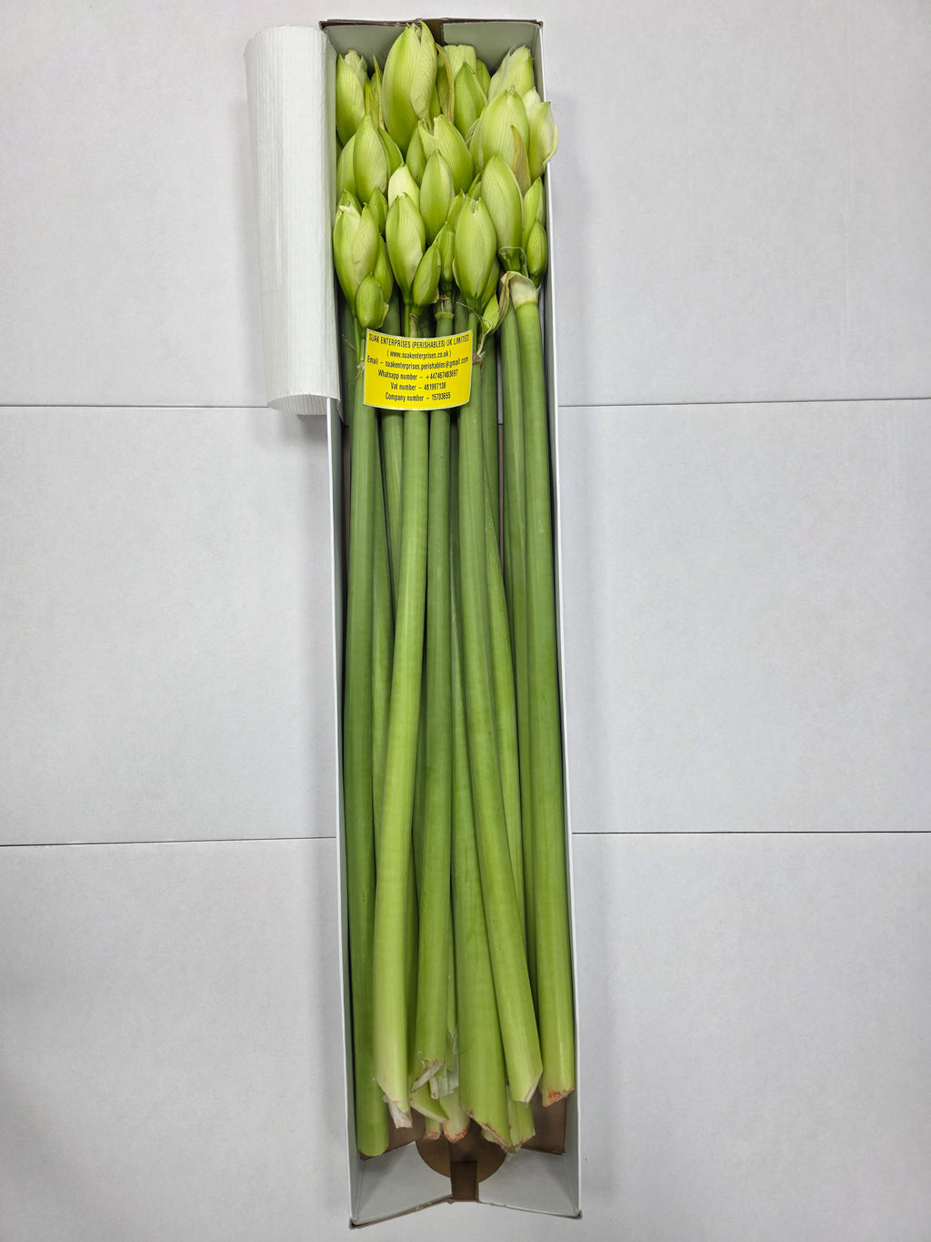 Farm Fresh Hippeastrum/Amarylis Dg Wimbledon(Box of 15 stems, Length 70cm)