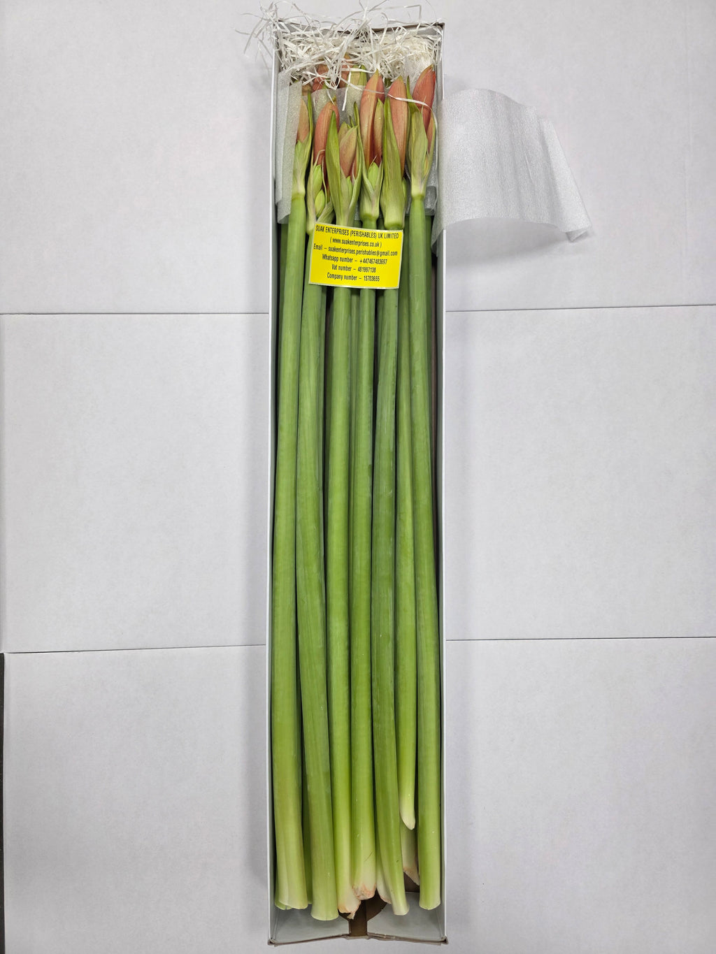 Farm Fresh Hippeastrum/Amarylis Desire(Box of 18 stems, Length 70cm)
