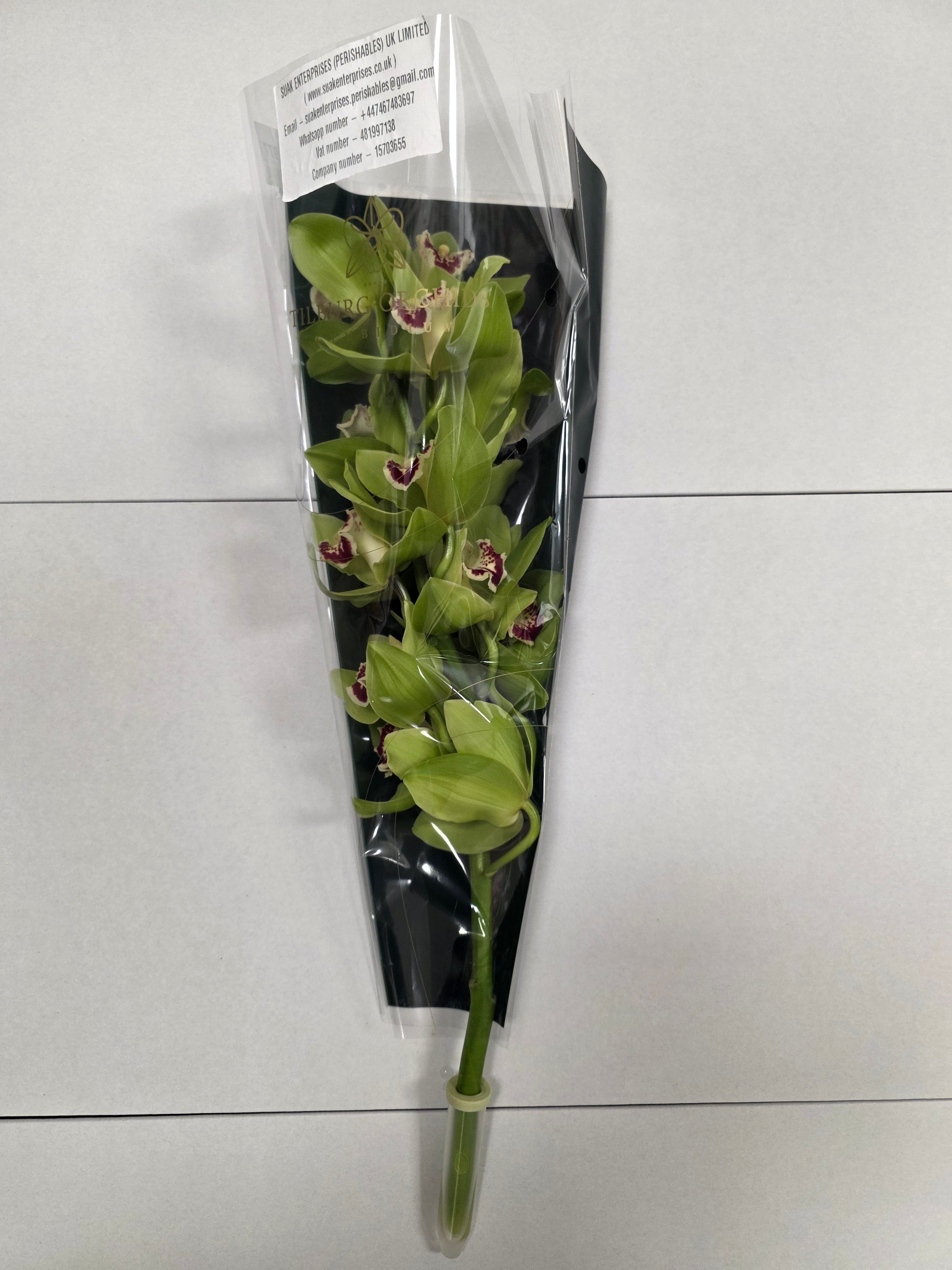 Farm Fresh Orchid/Cymbidium Tak Noah(Bunch of 2 stems, Length 50cm)