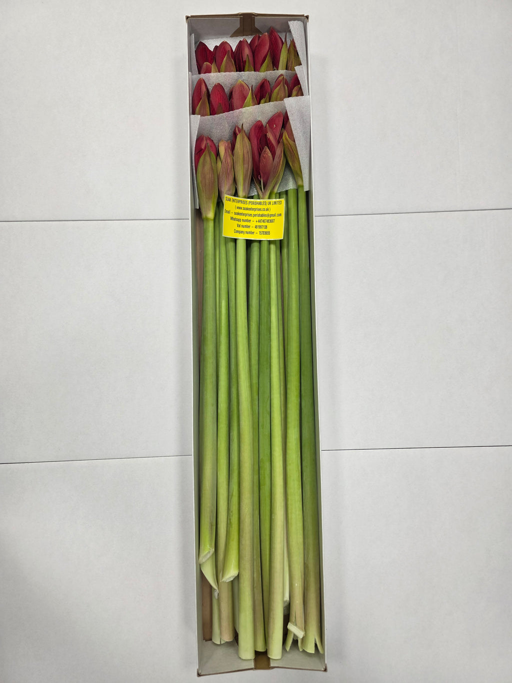 Farm Fresh Hippeastrum/Amarylis Isabella (Box of 12 stems, Length 80cm)