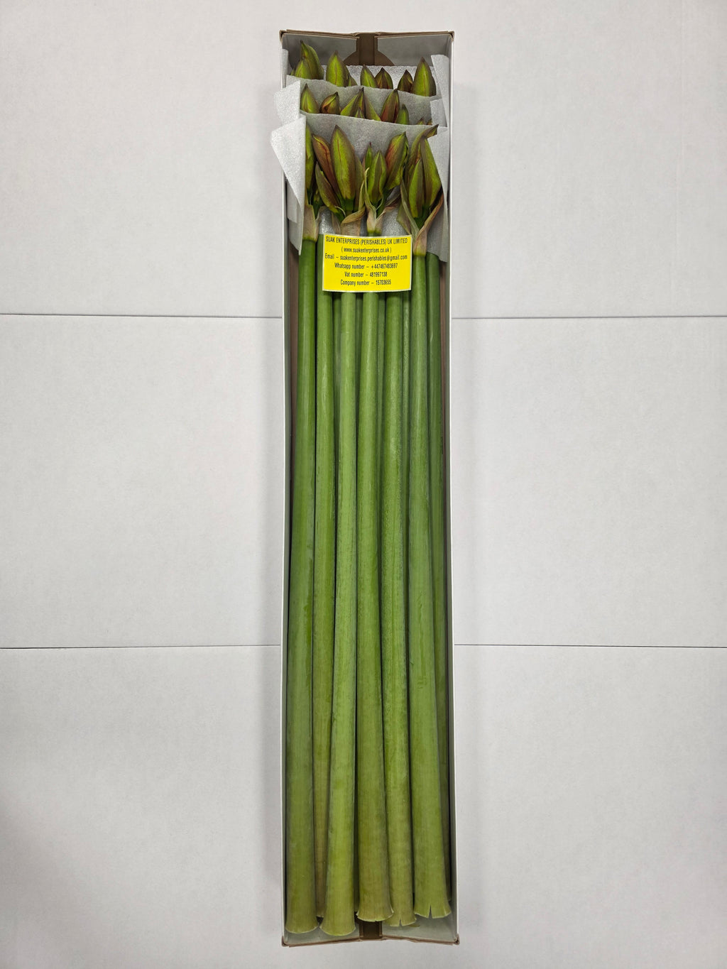 Farm Fresh Hippeastrum/Amarylis Bentley(Box of 12 stems, Length 80cm)