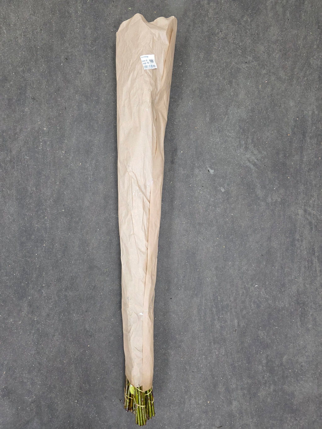 Salix Snow Flak
