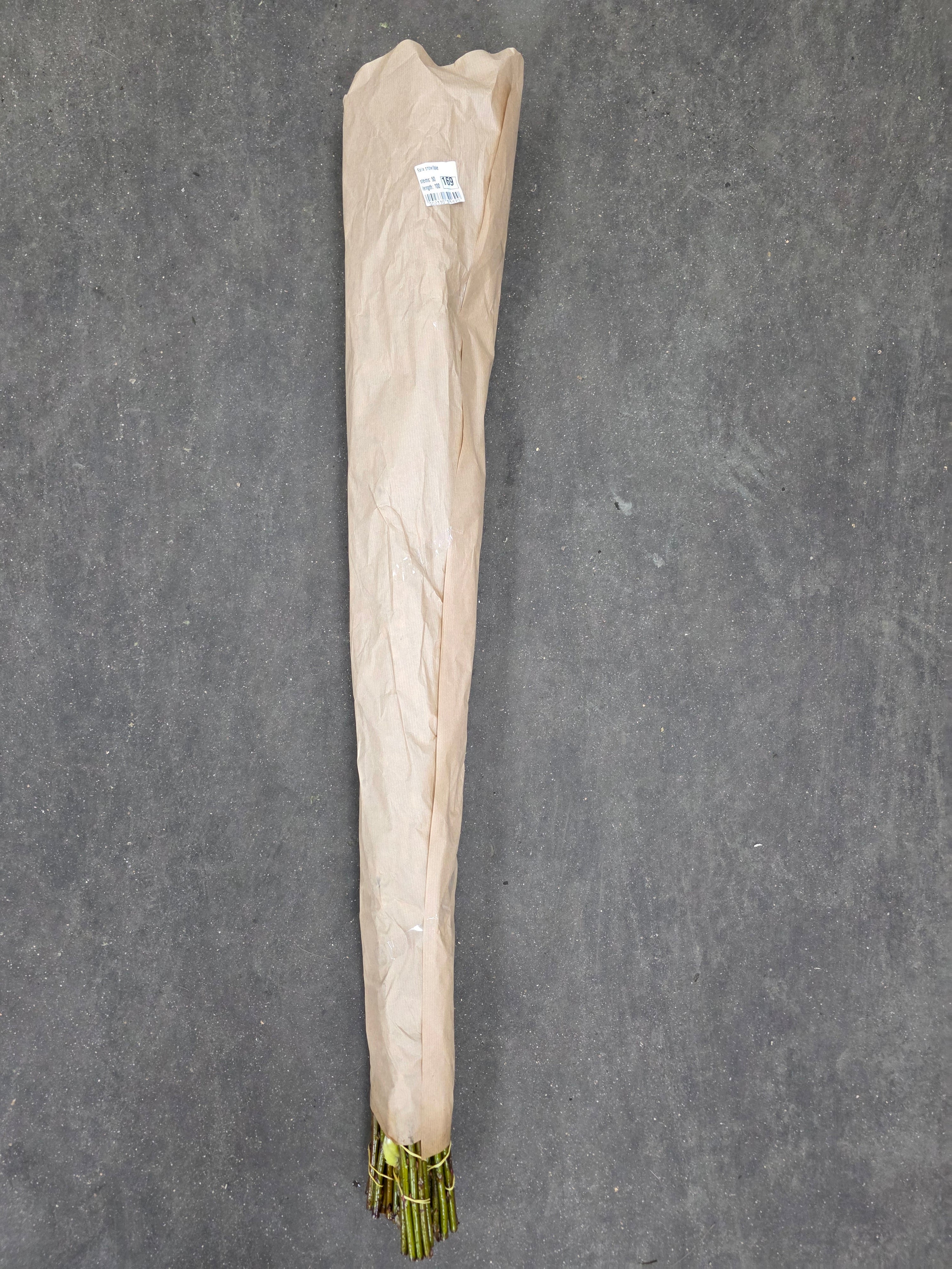 Salix Snow Flak