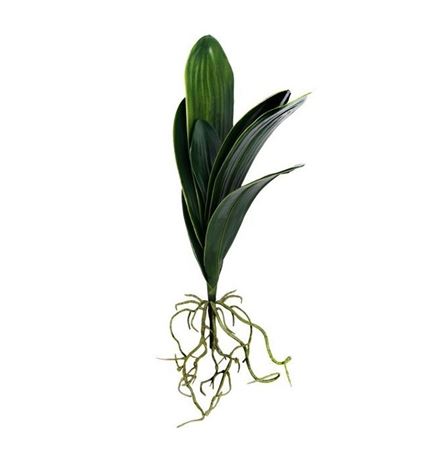 Artificial Orchid Leaves With Root 48cm