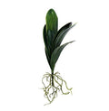 Artificial Orchid Leaves With Root 48cm