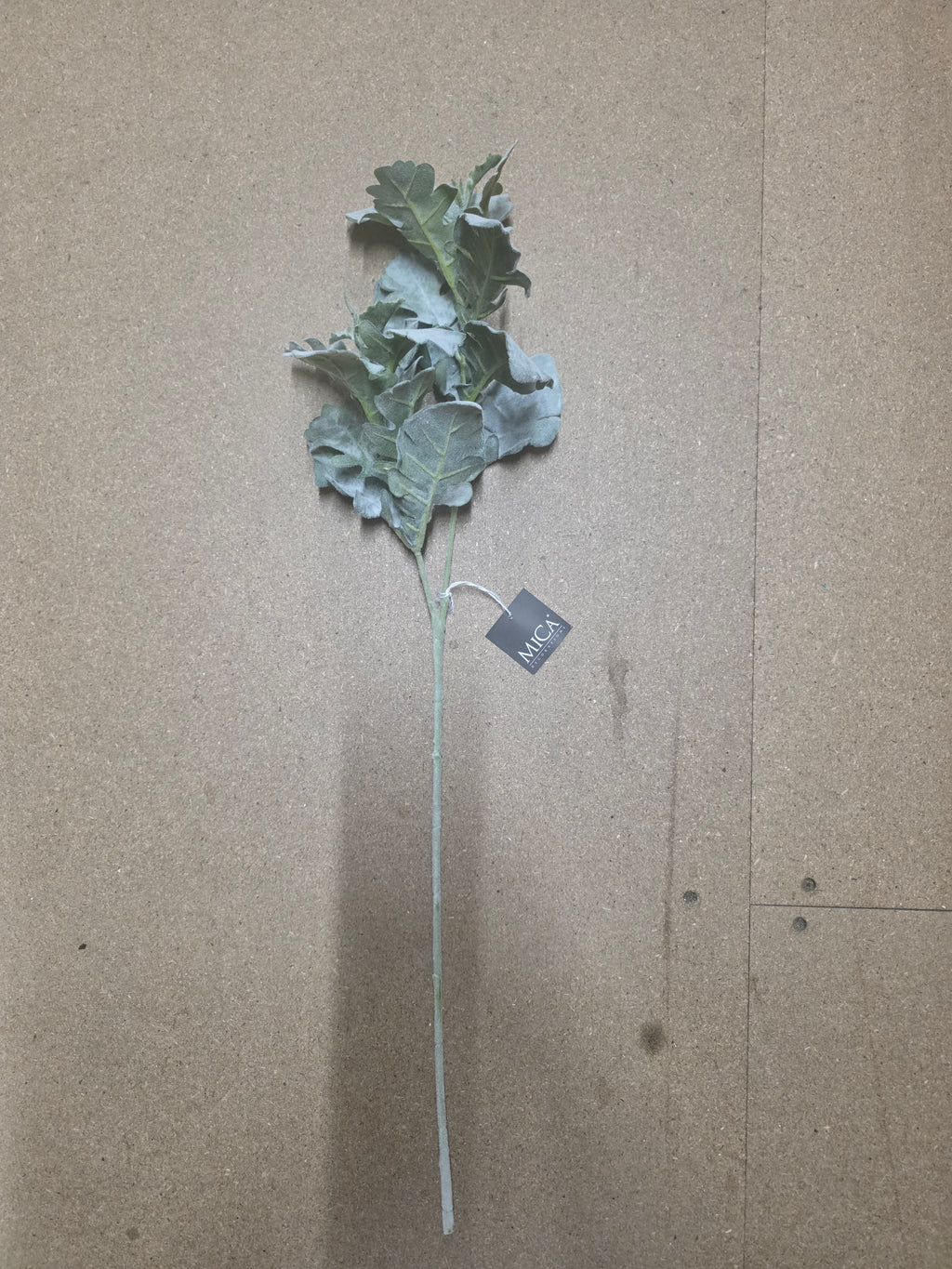 Senecio Green 74cm