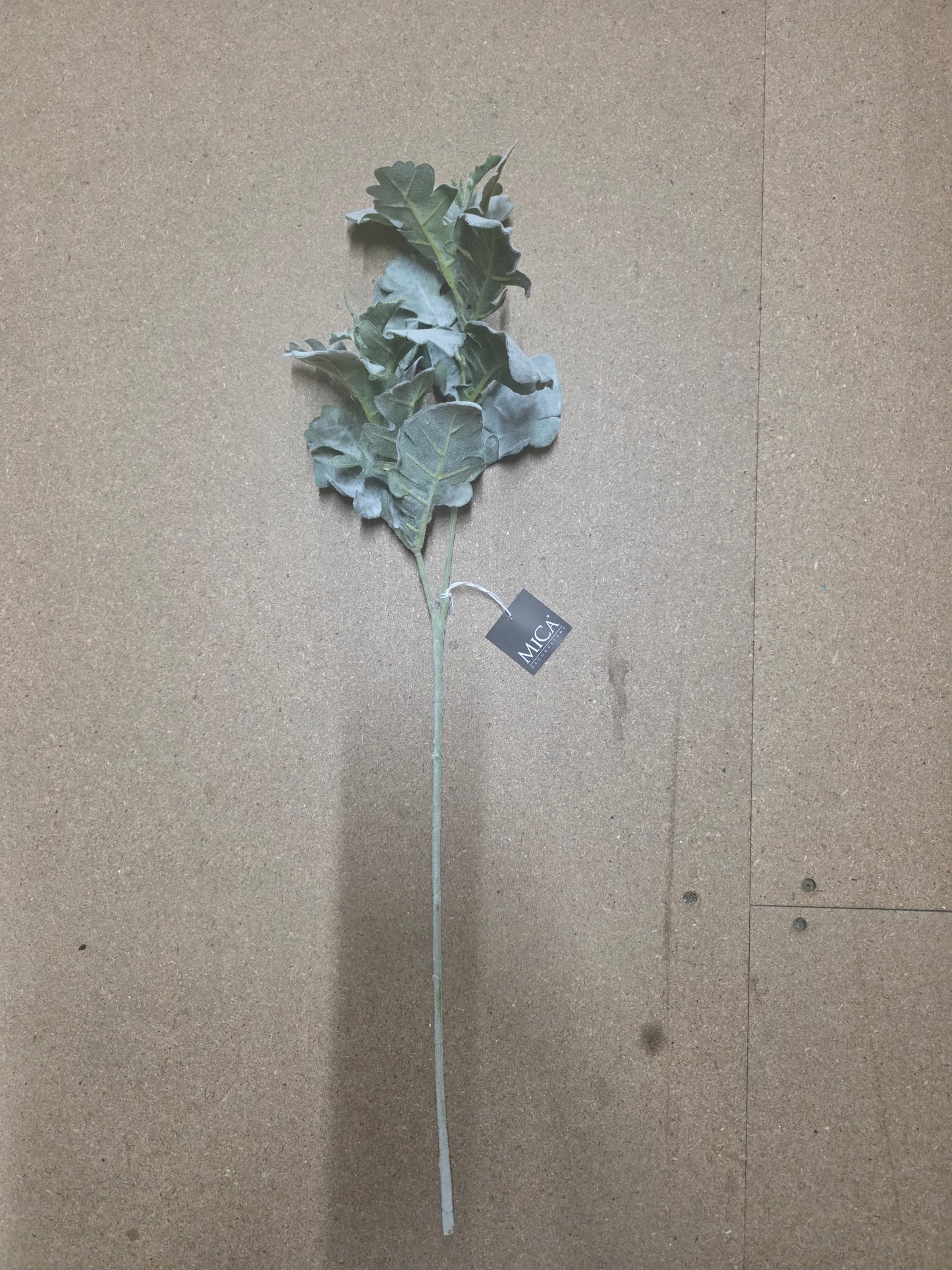 Senecio Green 74cm
