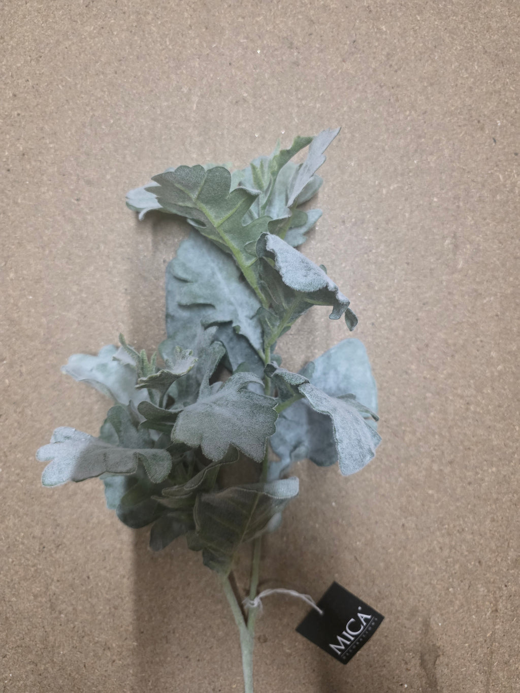 Senecio Green 74cm