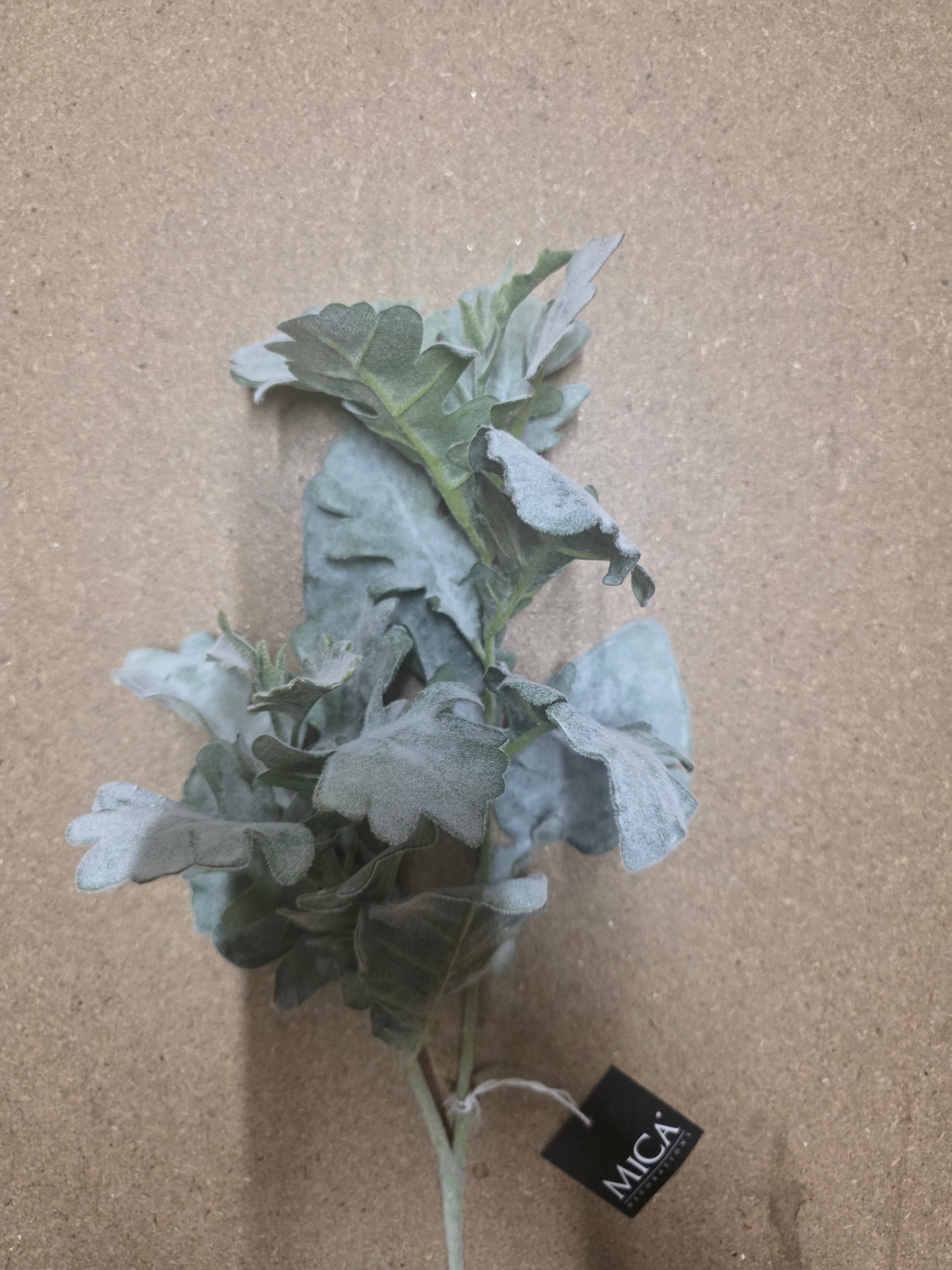 Senecio Green 74cm