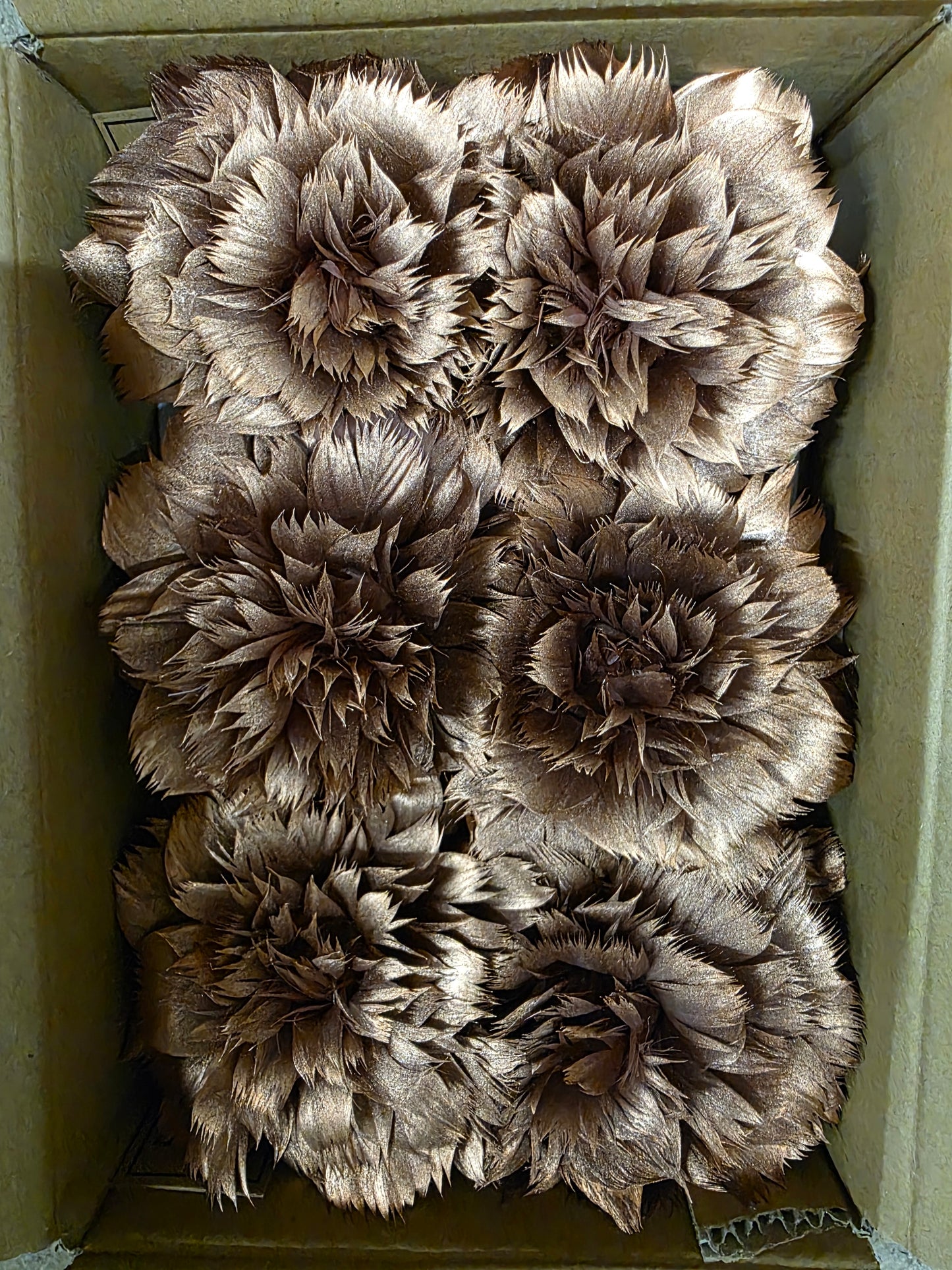 Feather Rose Clip Copper 11cm X6