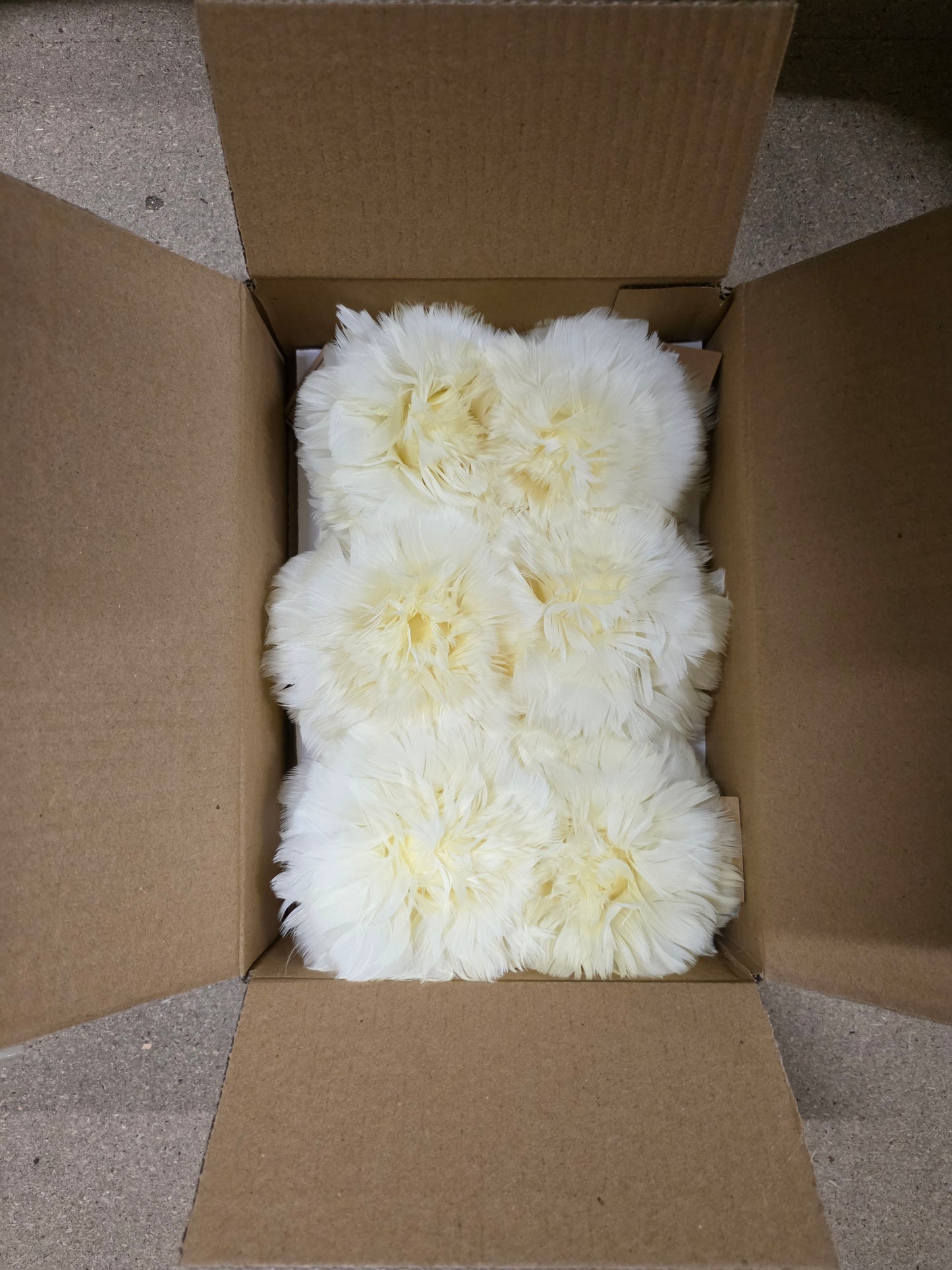 Feather Rose Clip Cream 11cm X6