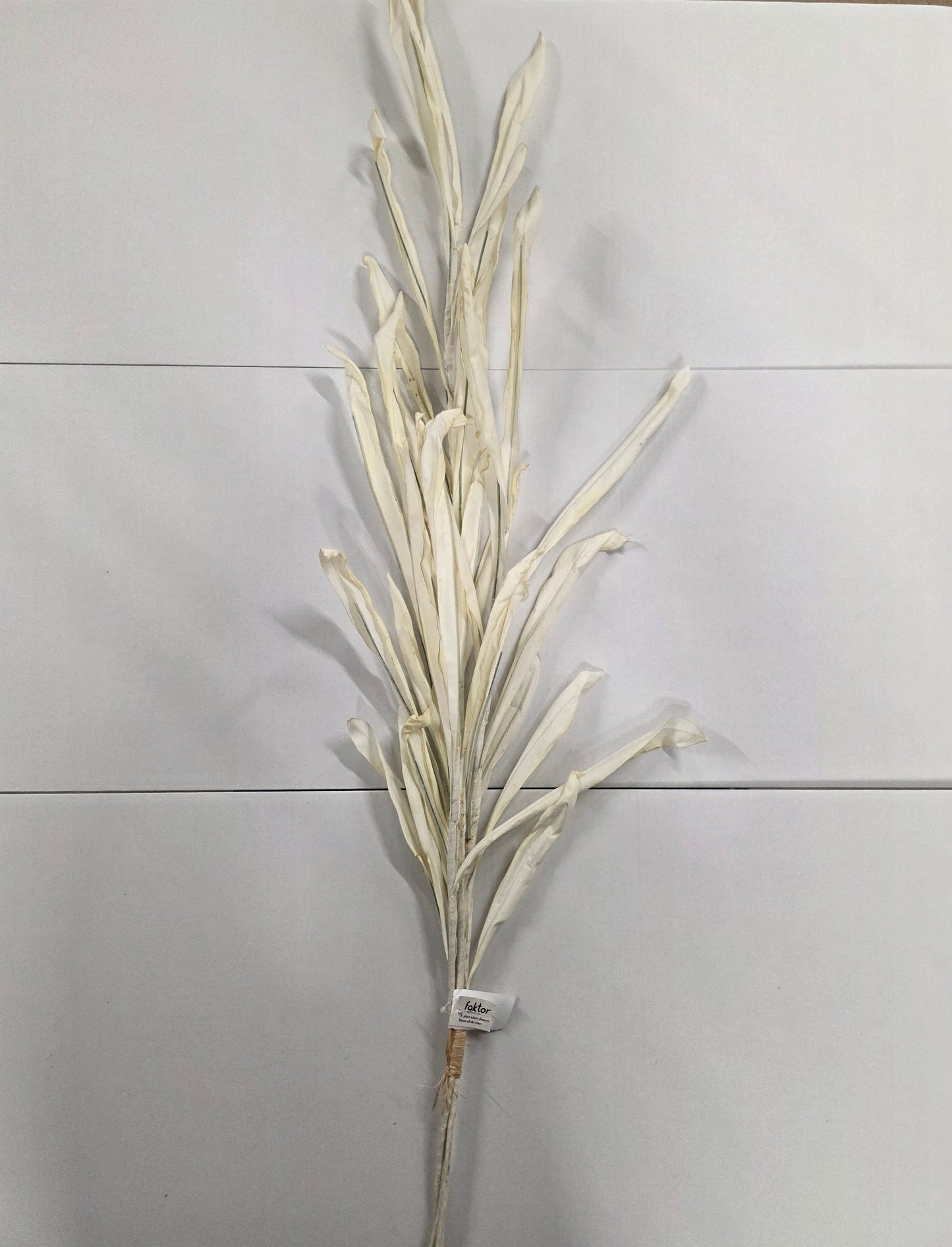 Autumn Reed Cream 123cm X4