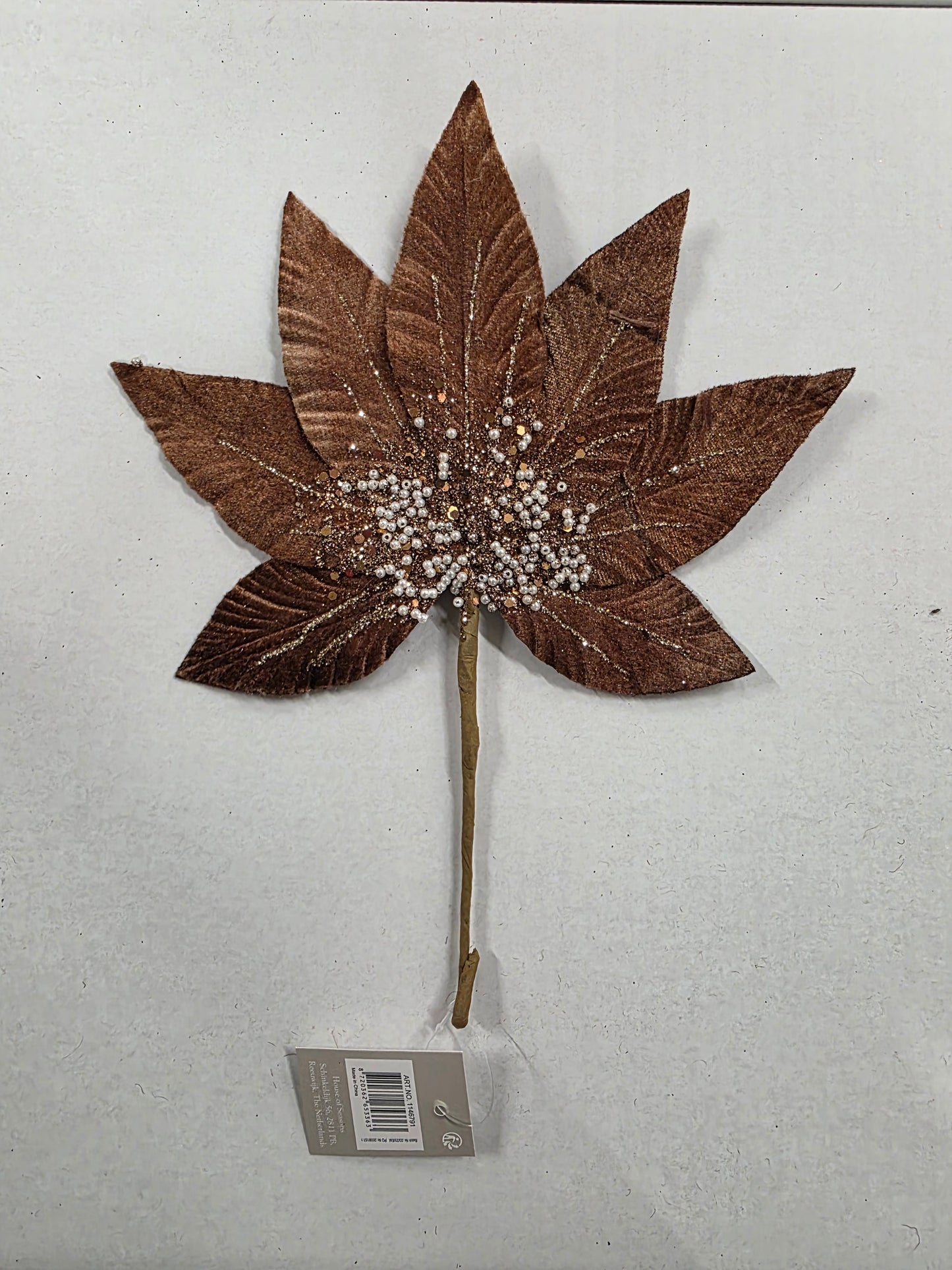 Helleborus Brown 31cm