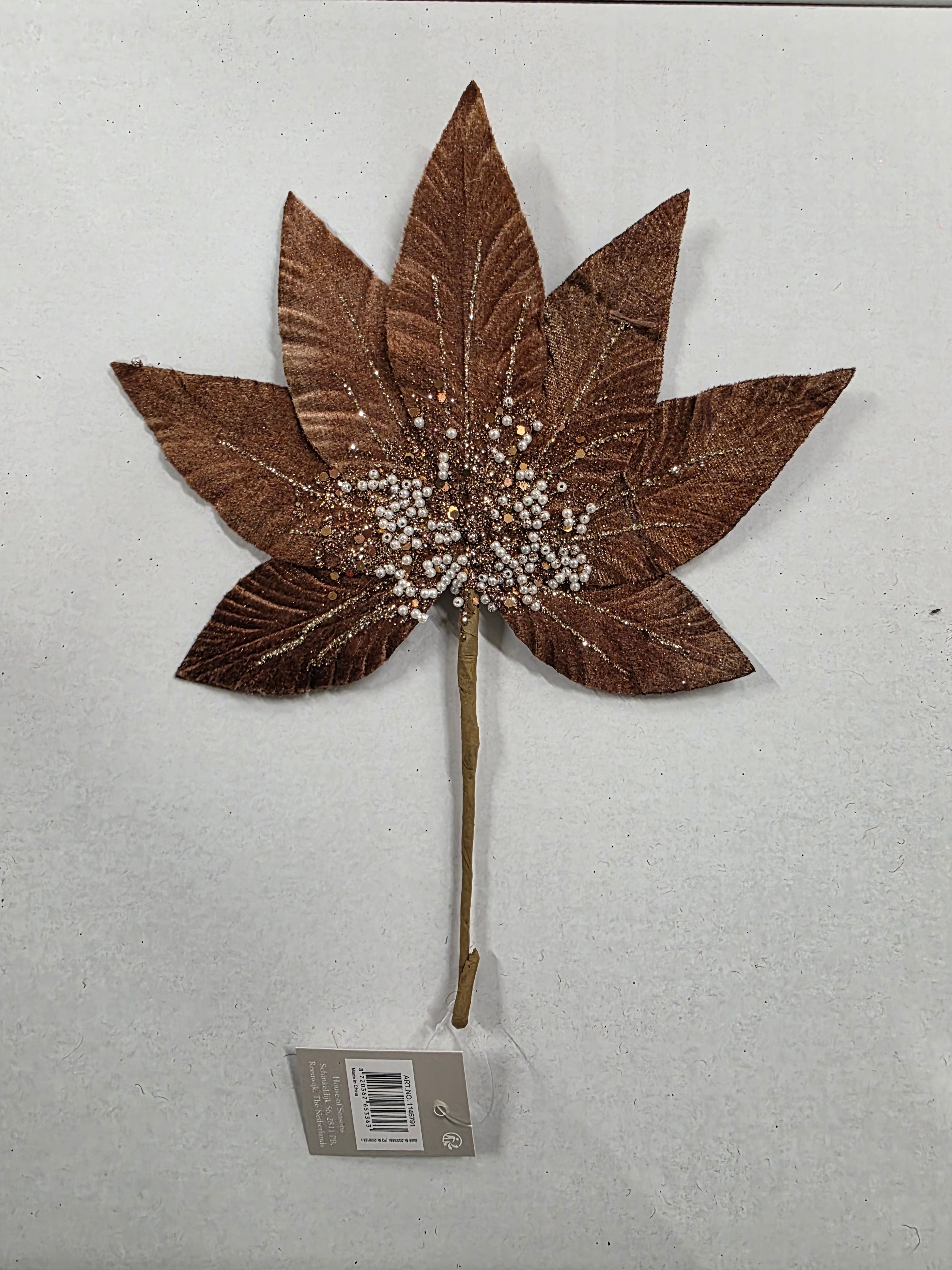 Helleborus Brown 31cm  (PACK OF 3)