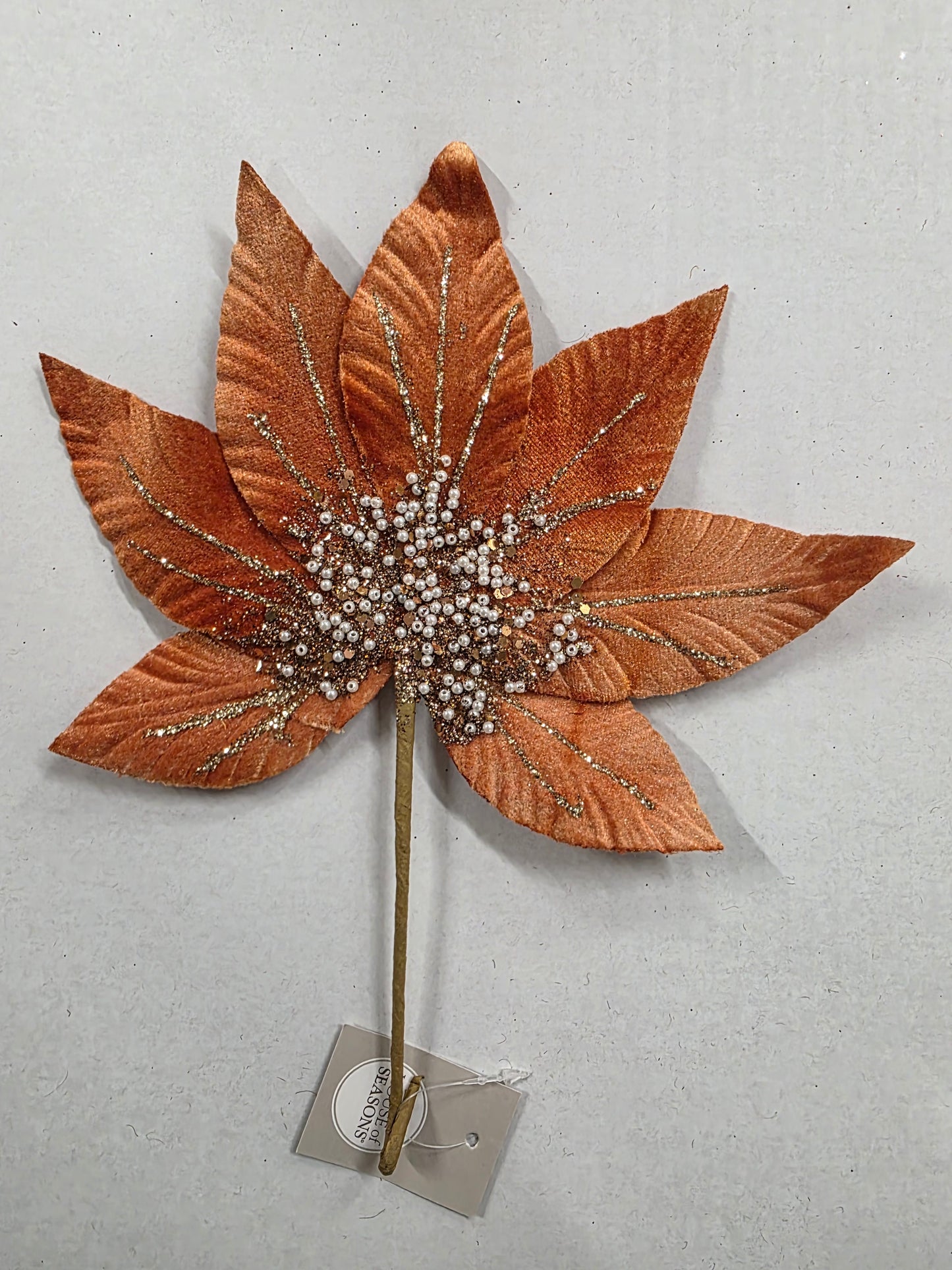 Helleborus Orange 31cm