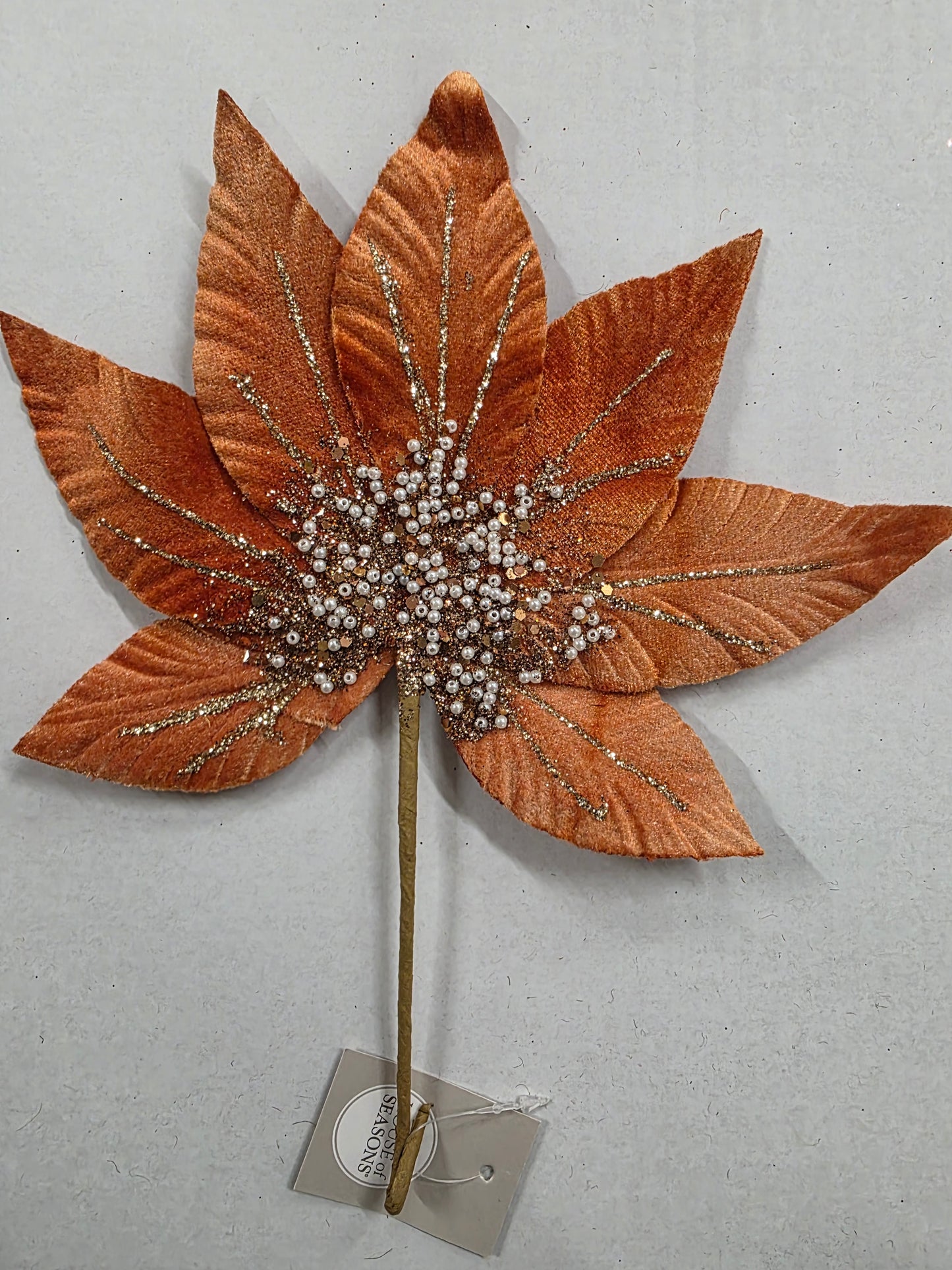 Helleborus Orange 31cm