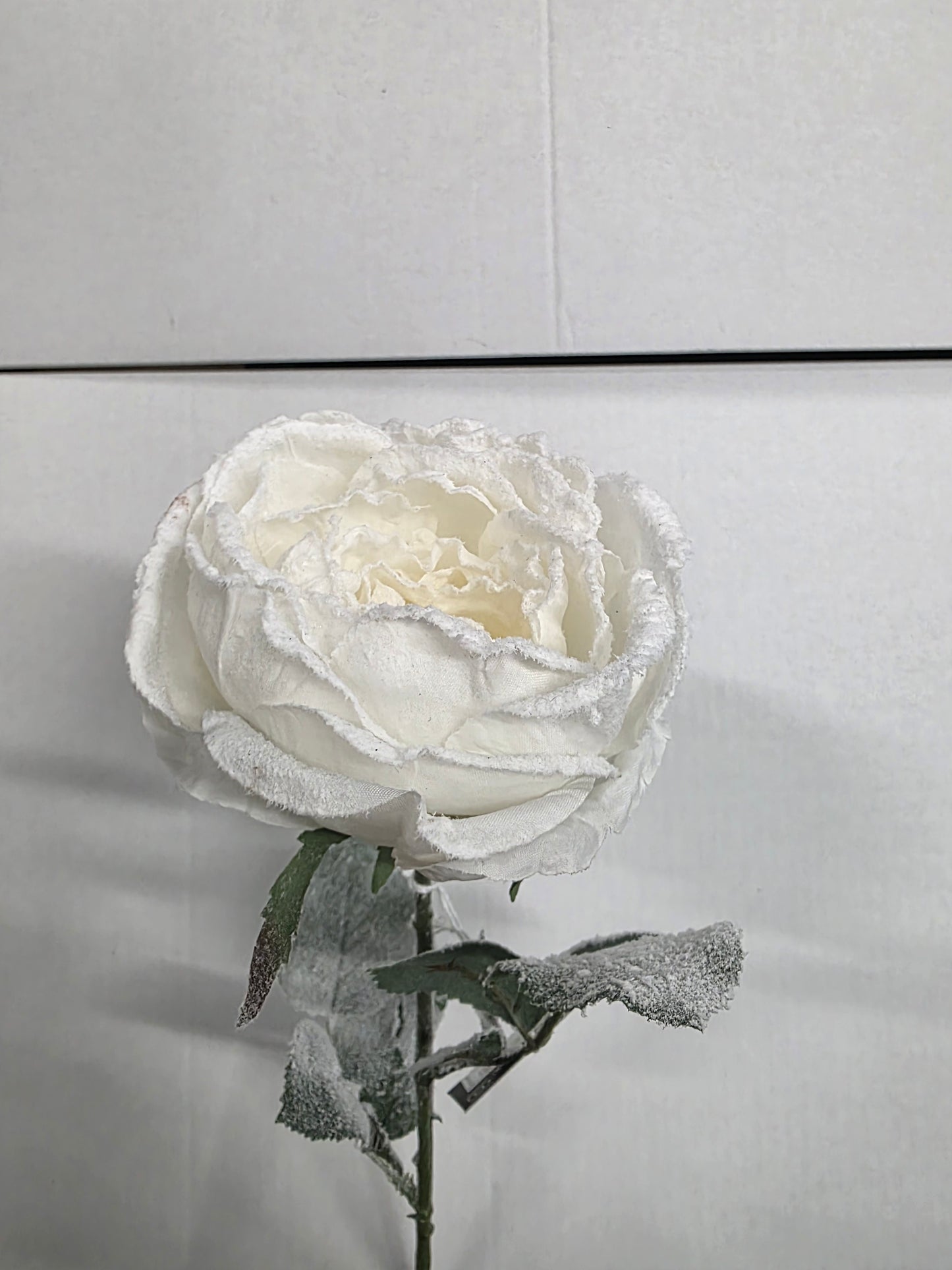 Cabbage Rose White 66cm
