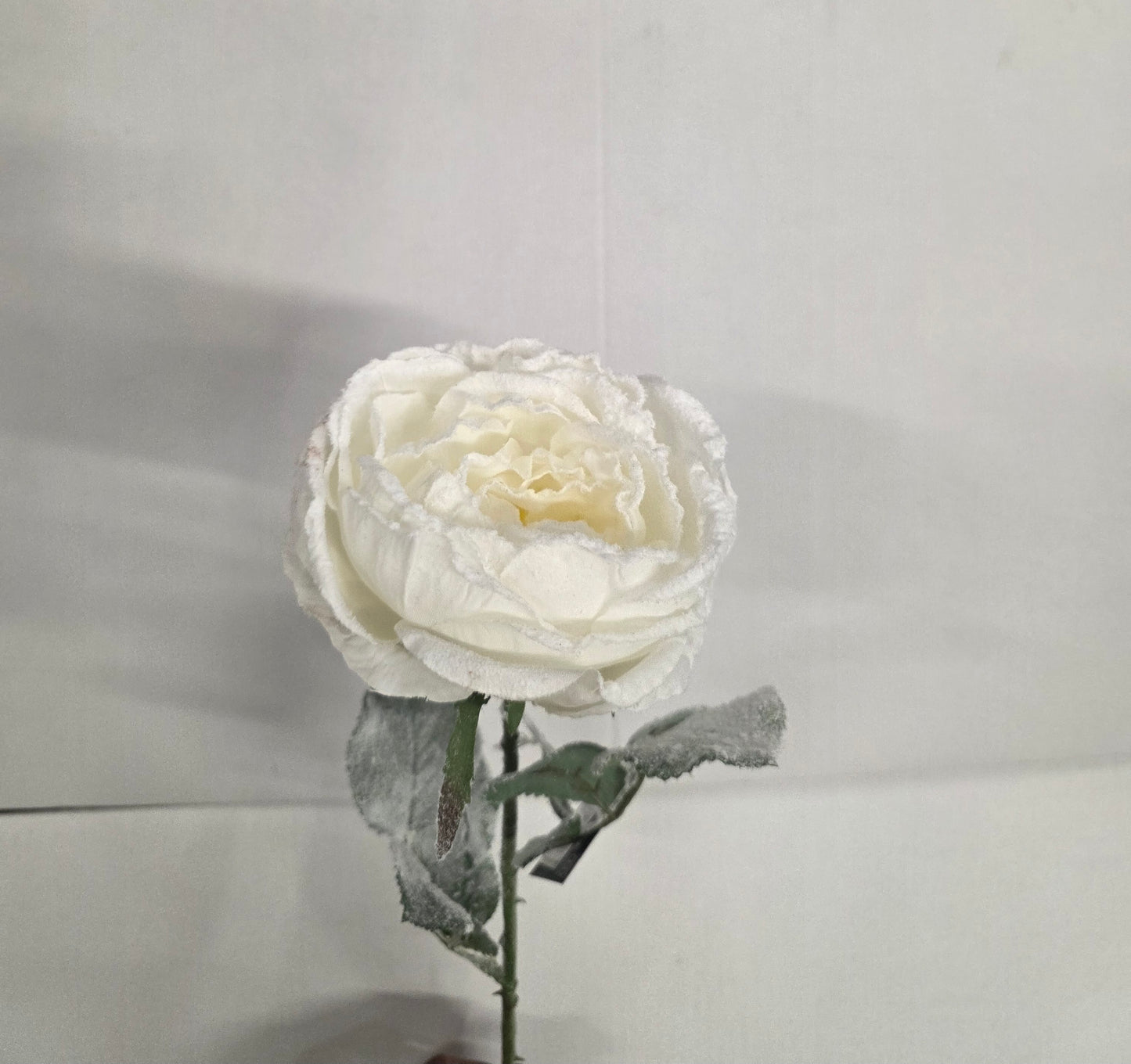 Cabbage Rose White 66cm