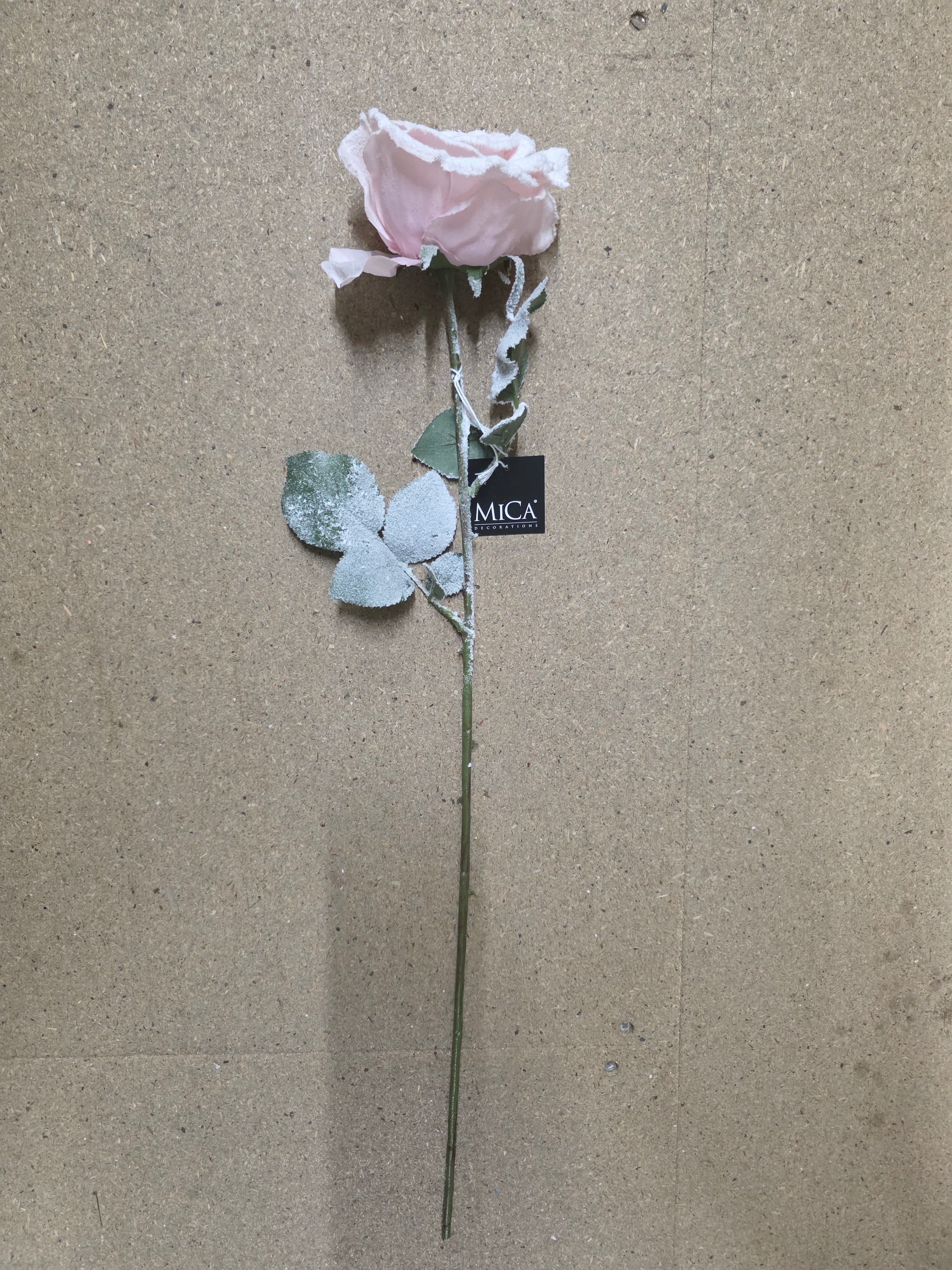 Calista Rose Pink Frost 64cm