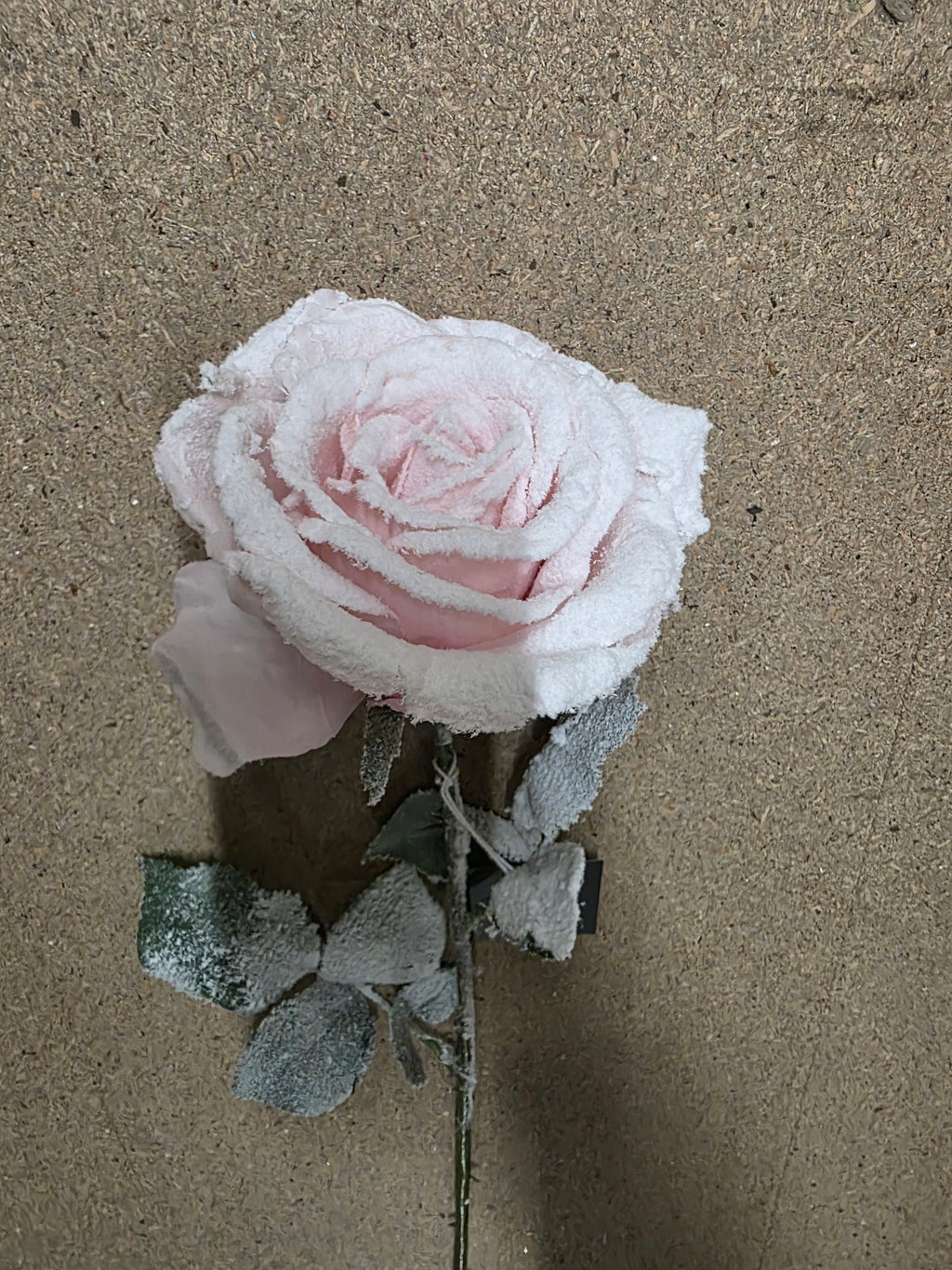 Calista Rose Pink Frost 64cm