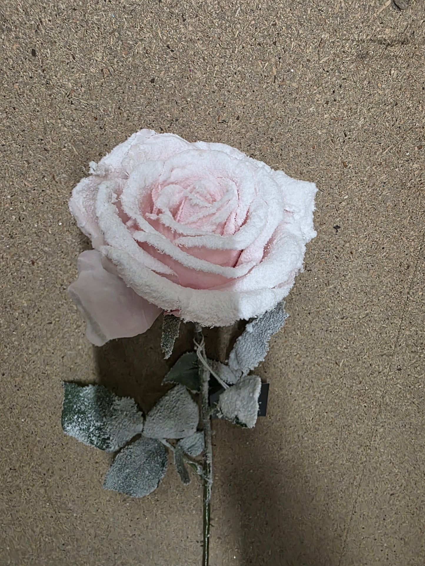 Calista Rose Pink Frost 64cm