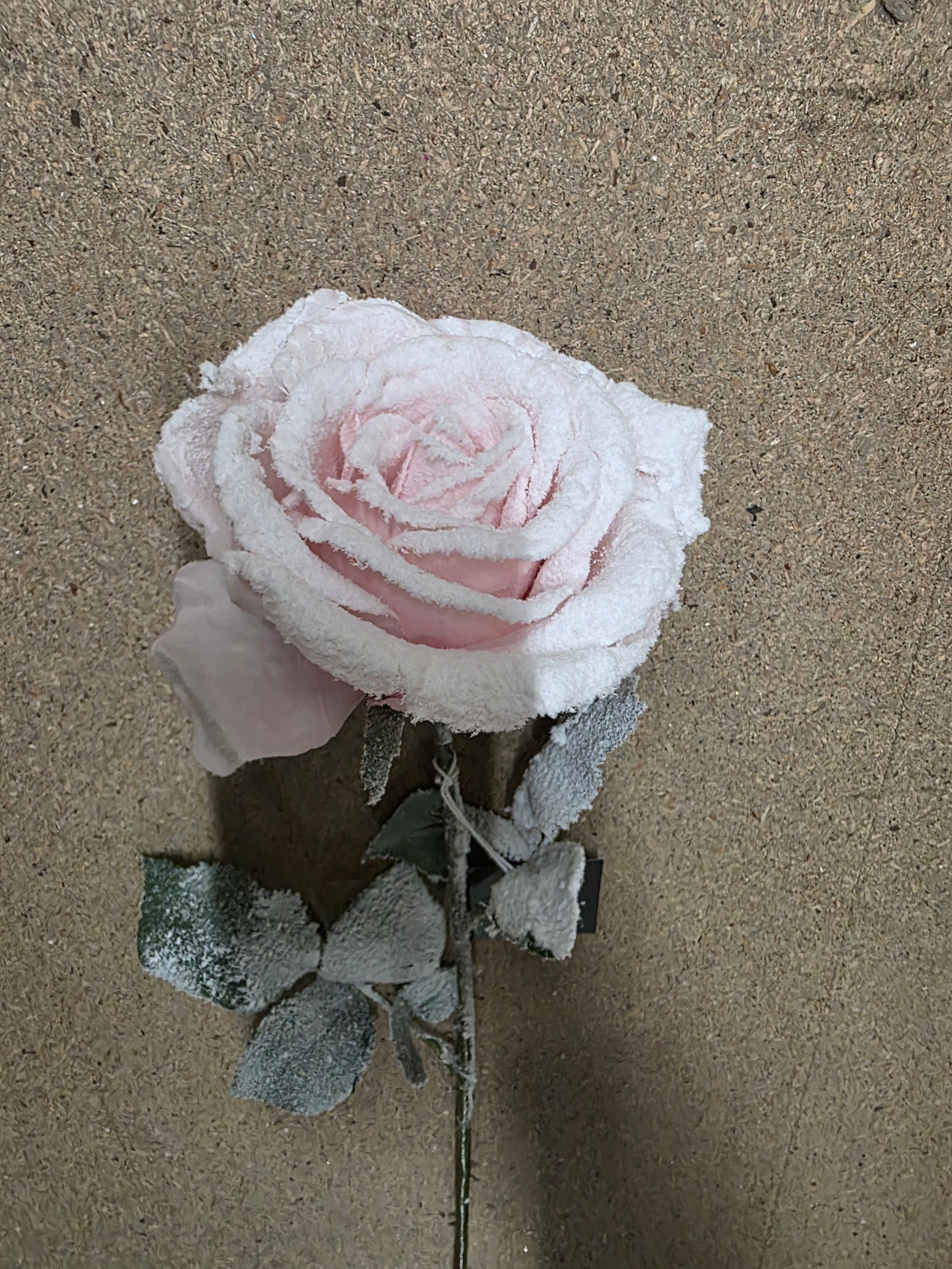 Calista Rose Pink Frost 64cm