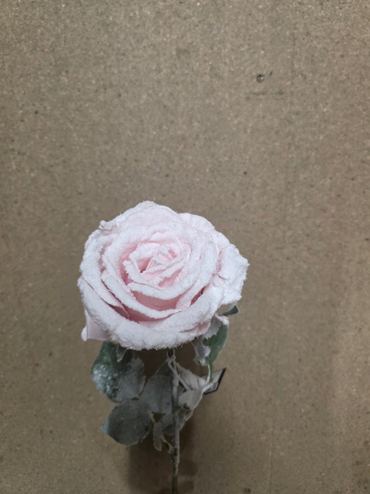 Calista Rose Pink Frost 64cm