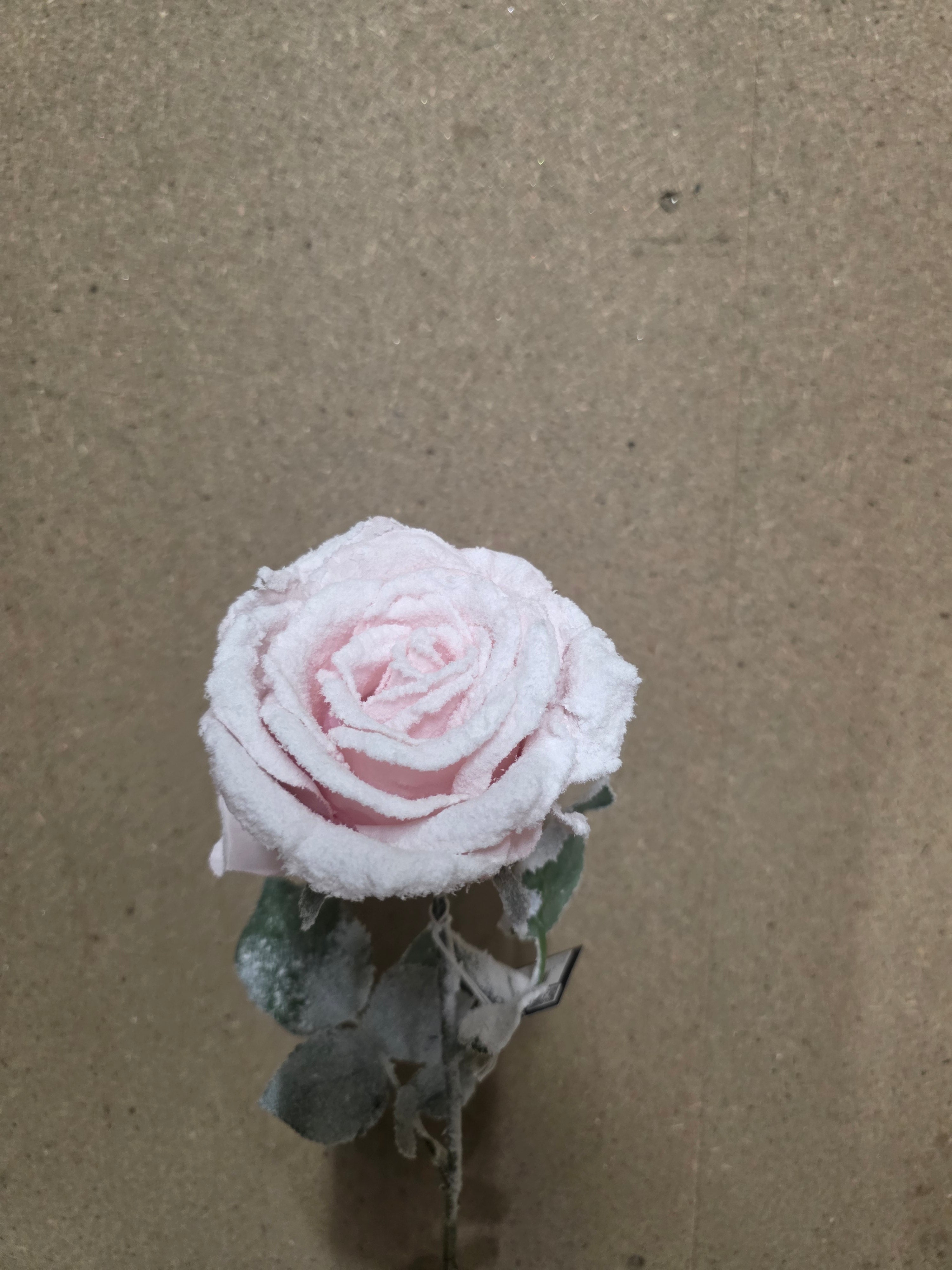 Calista Rose Pink Frost 64cm