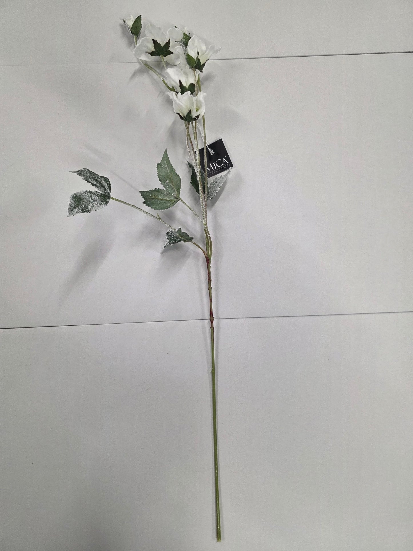 Helleborus White 76cm