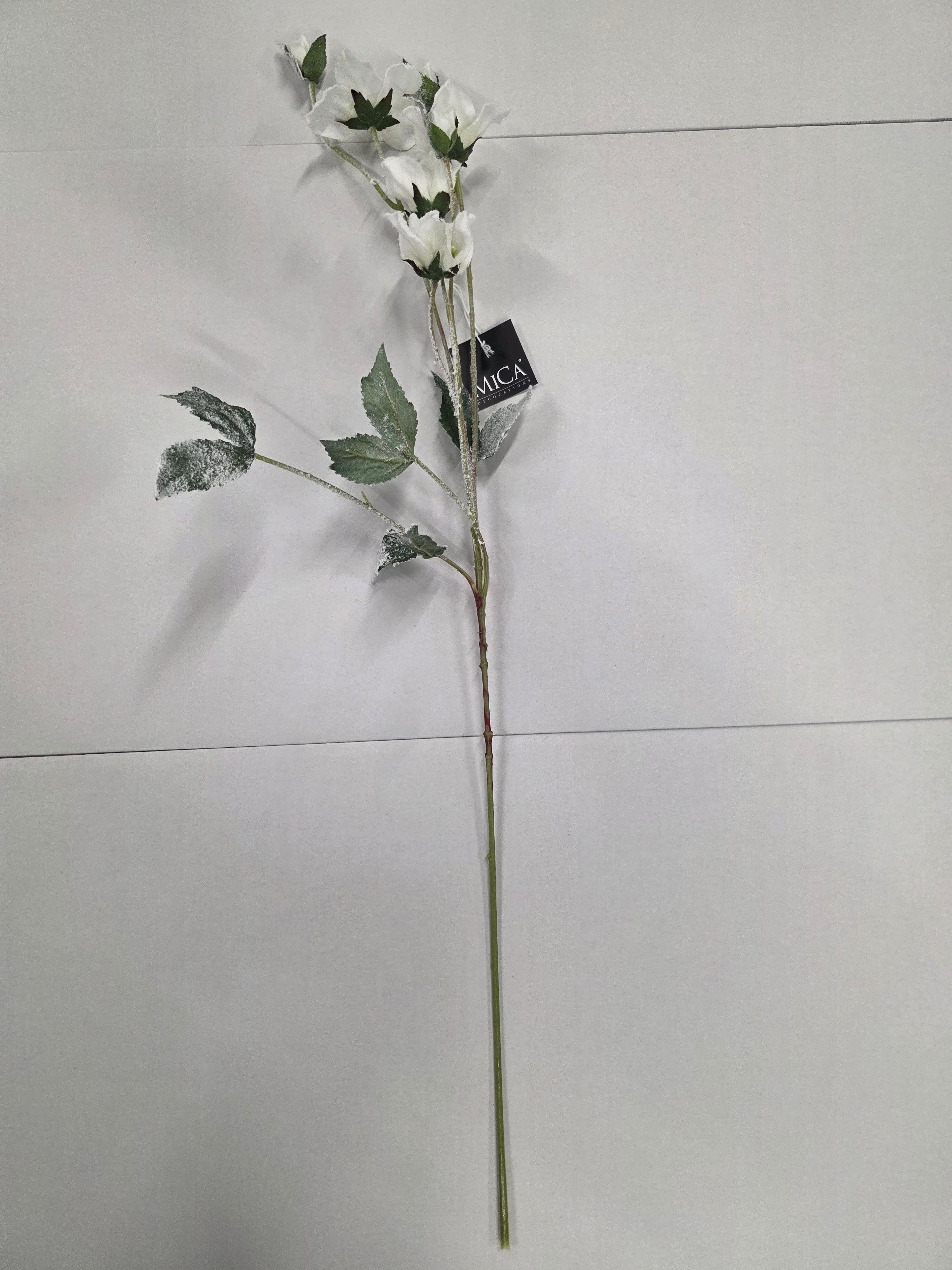 Helleborus White 76cm