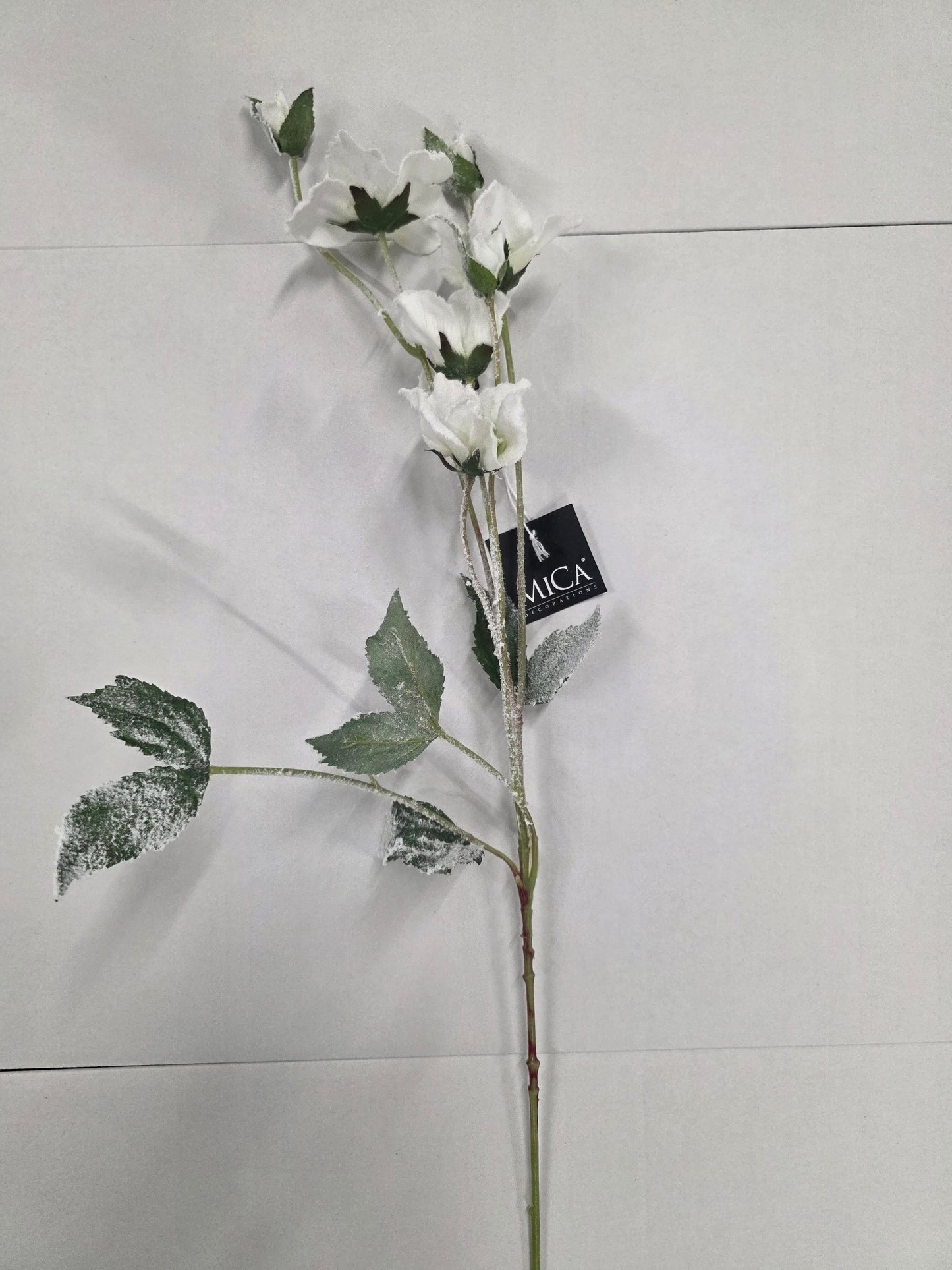 Helleborus White 76cm