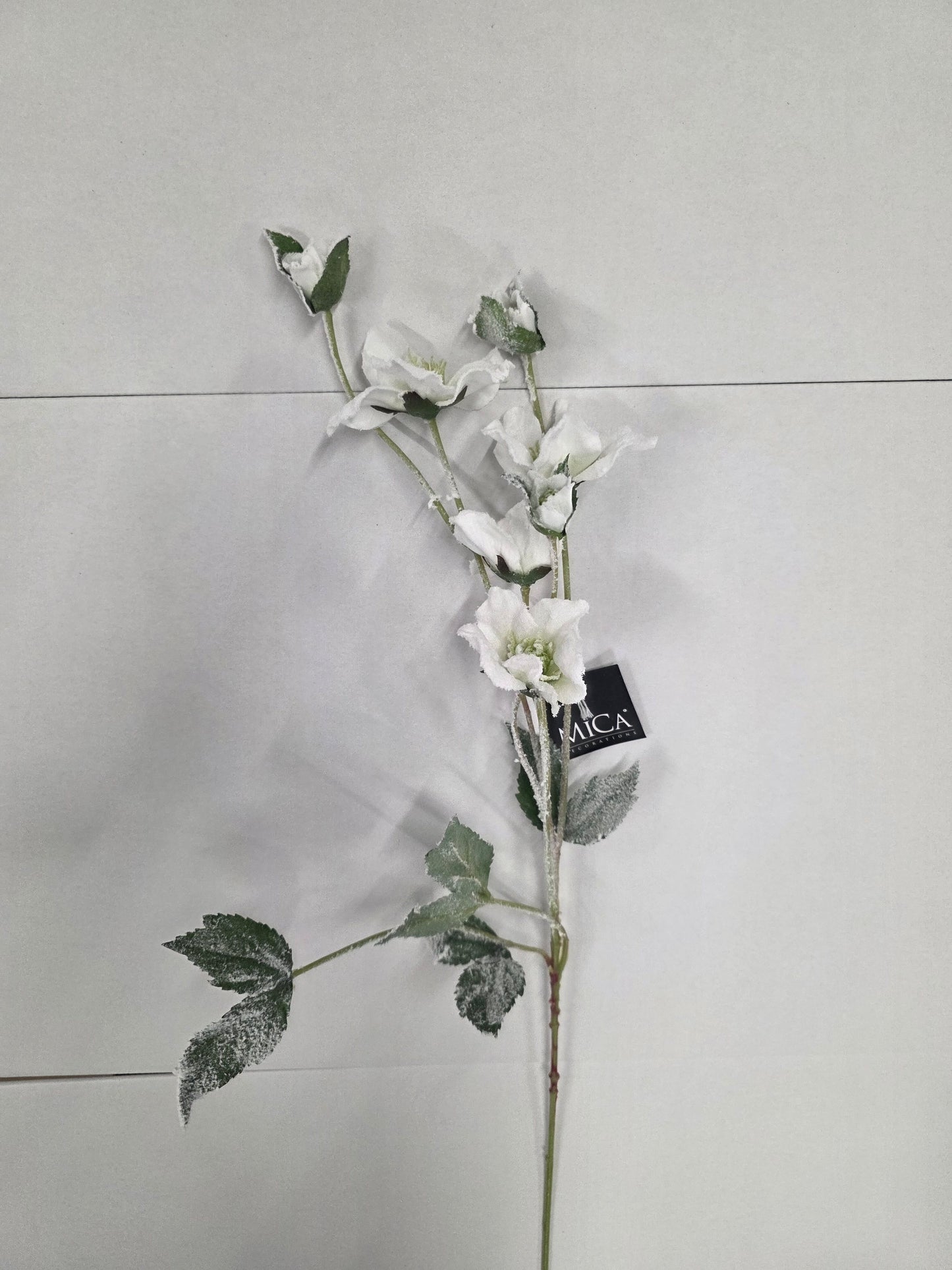 Helleborus White 76cm