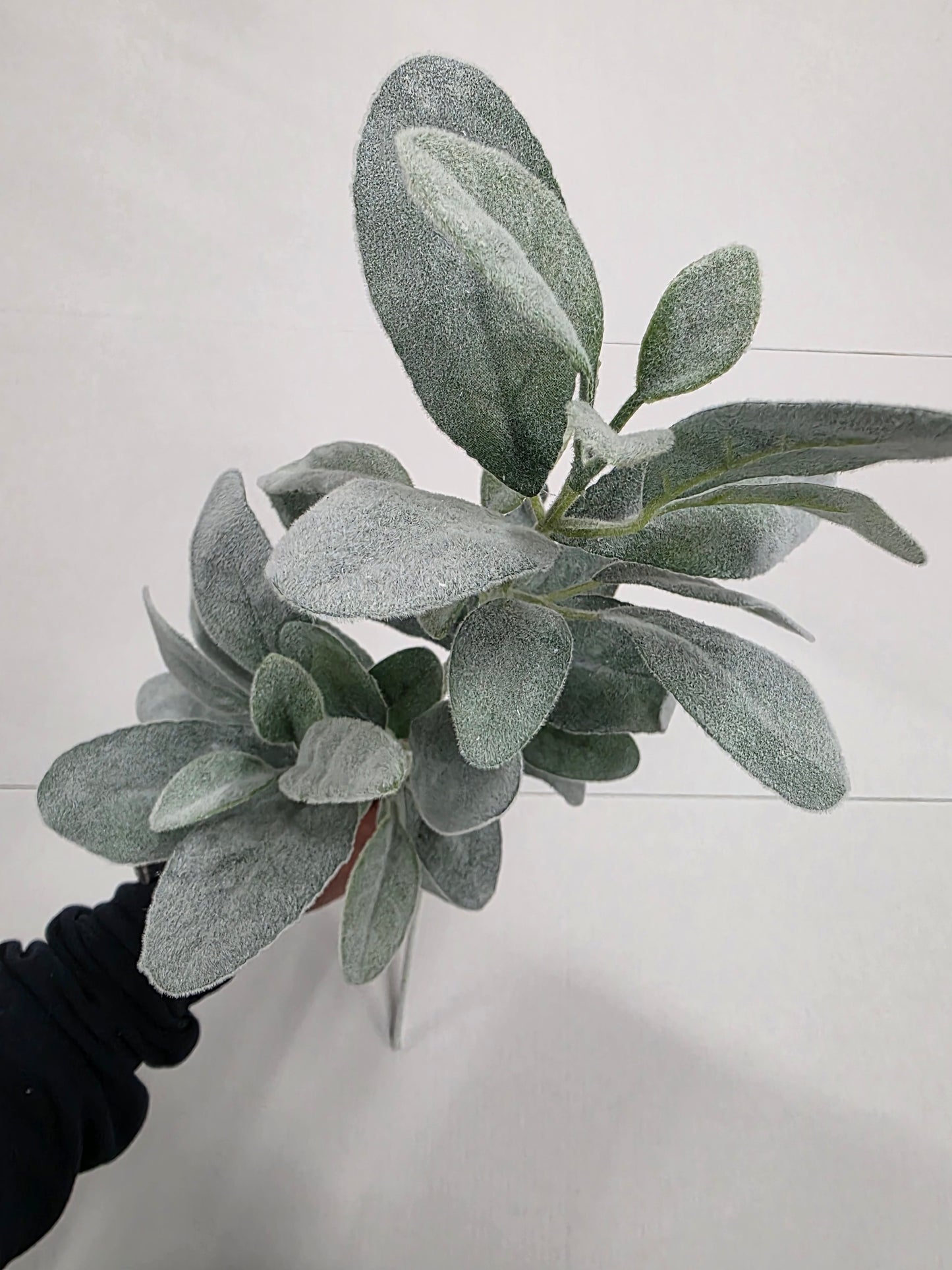 Limonium Green 71cm