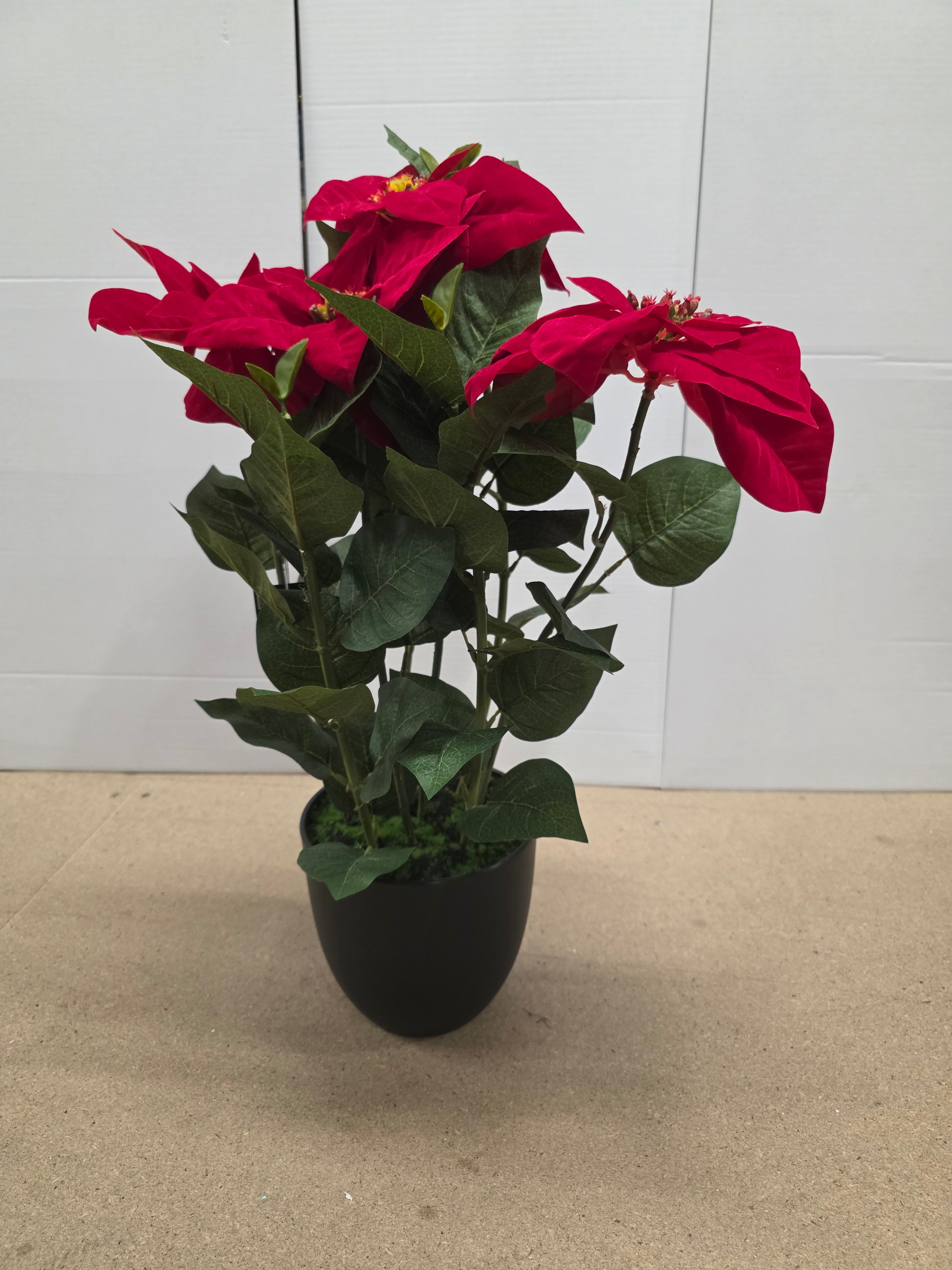 Poinsettia In Pot Red 60x40cm