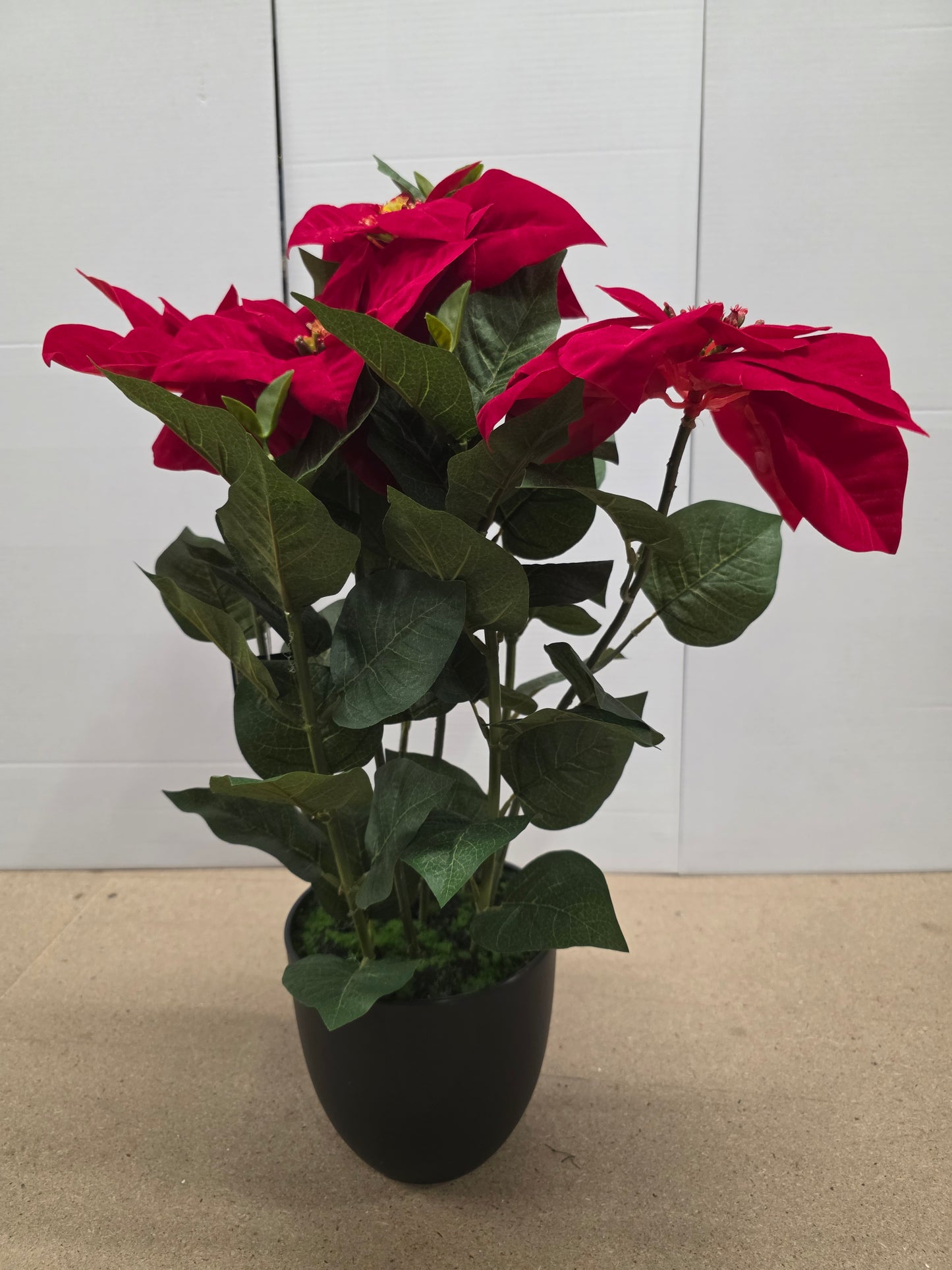 Poinsettia In Pot Red 60x40cm