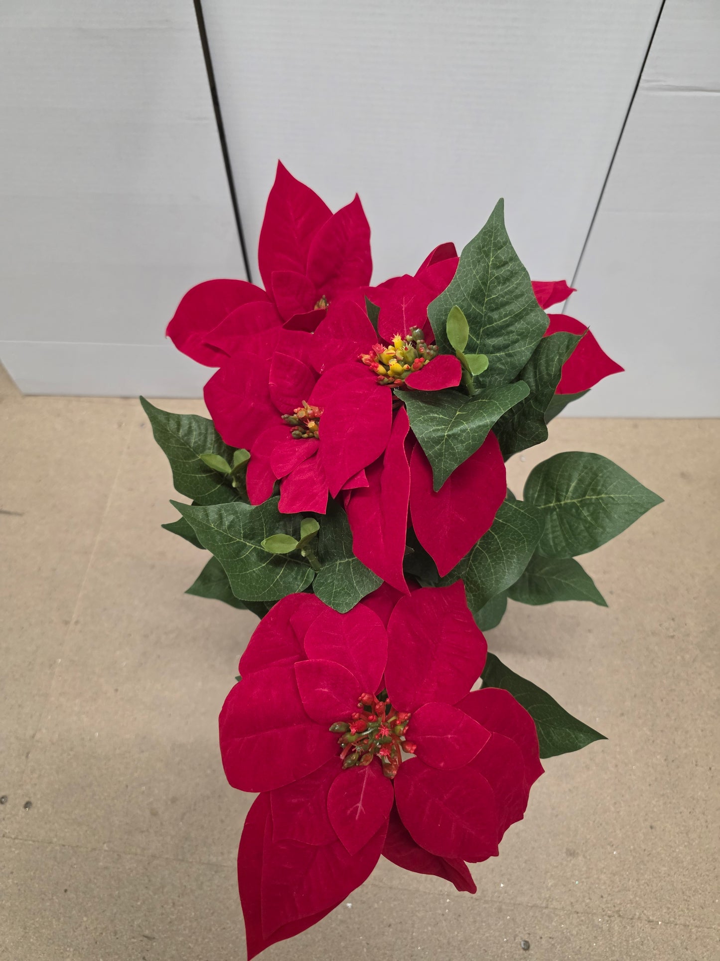 Poinsettia In Pot Red 60x40cm