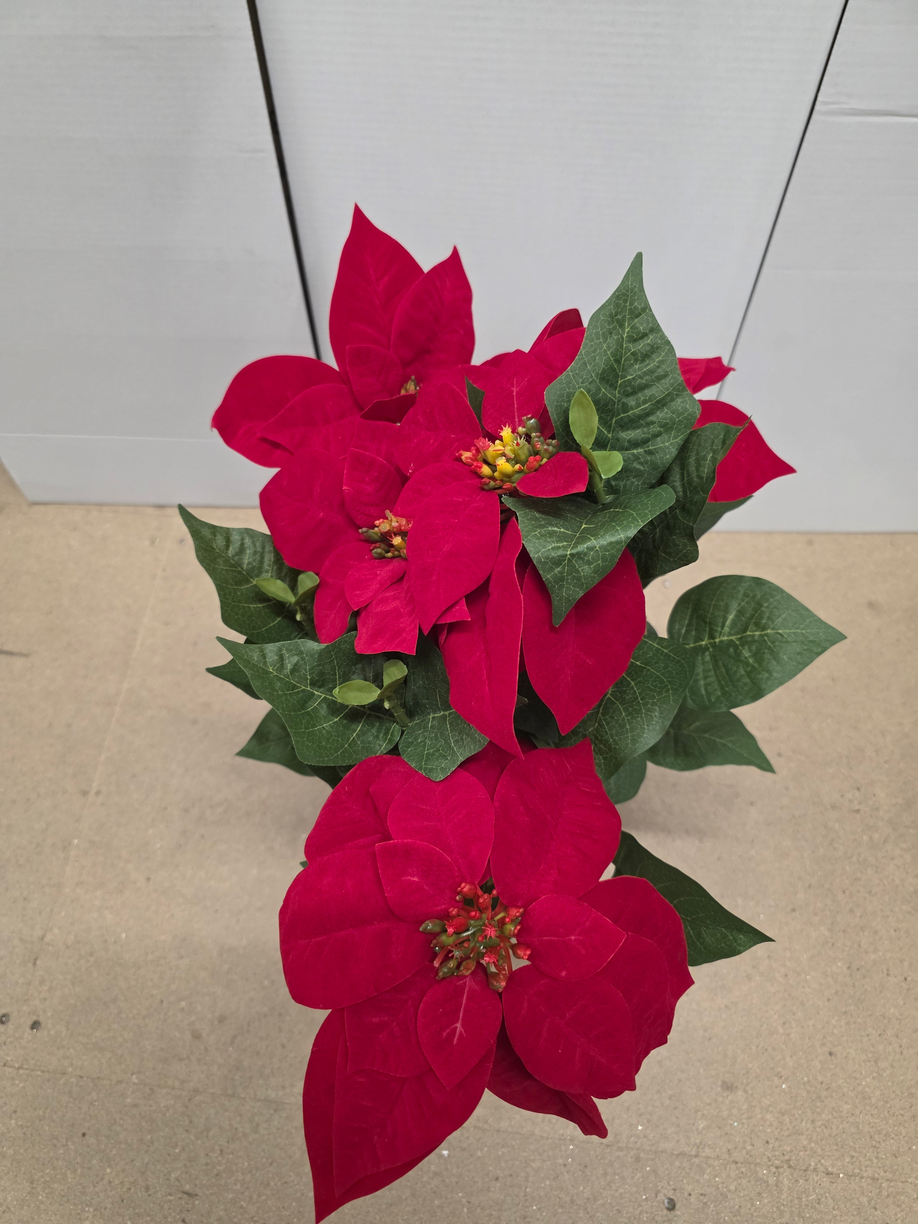 Poinsettia In Pot Red 60x40cm