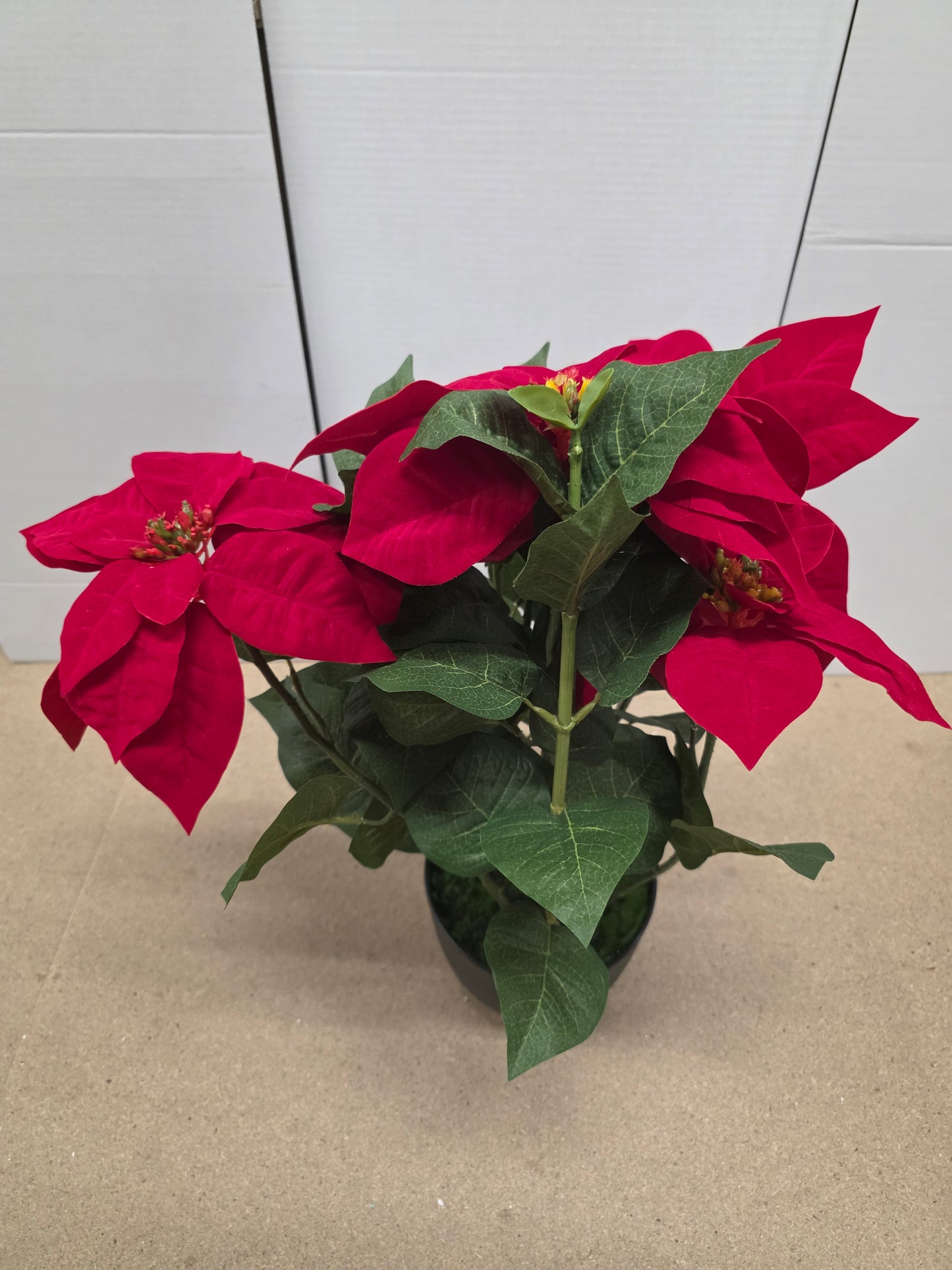 Poinsettia In Pot Red 60x40cm